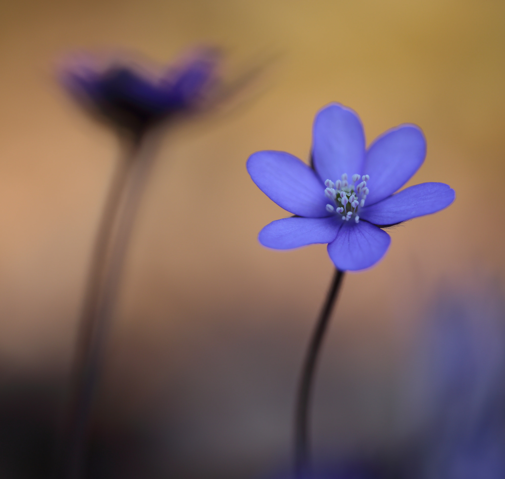 Sigma APO Macro 150mm f/2.8 EX DG HSM sample photo. Leberblümchen photography
