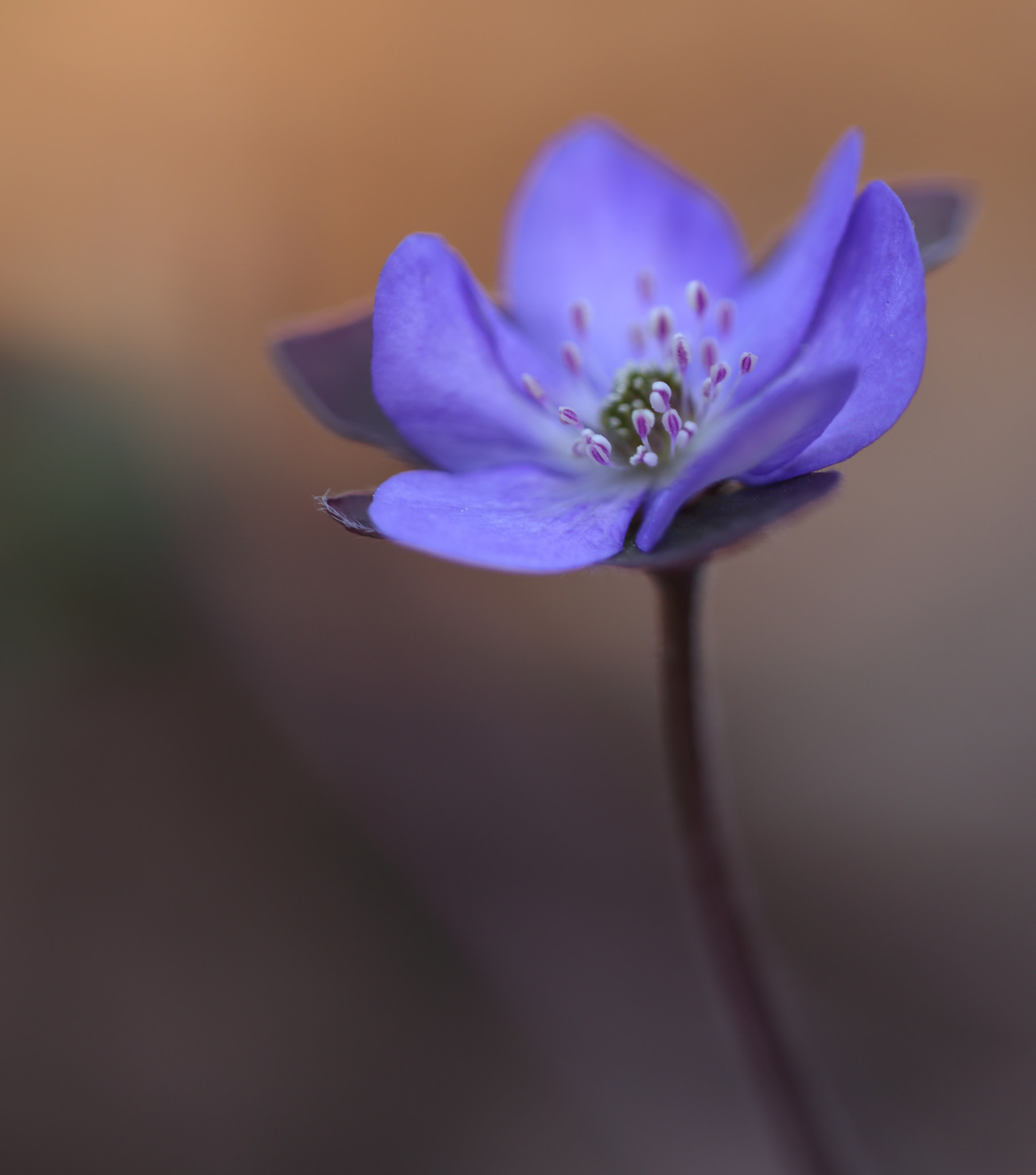 Sigma APO Macro 150mm f/2.8 EX DG HSM sample photo. Leberblümchen photography