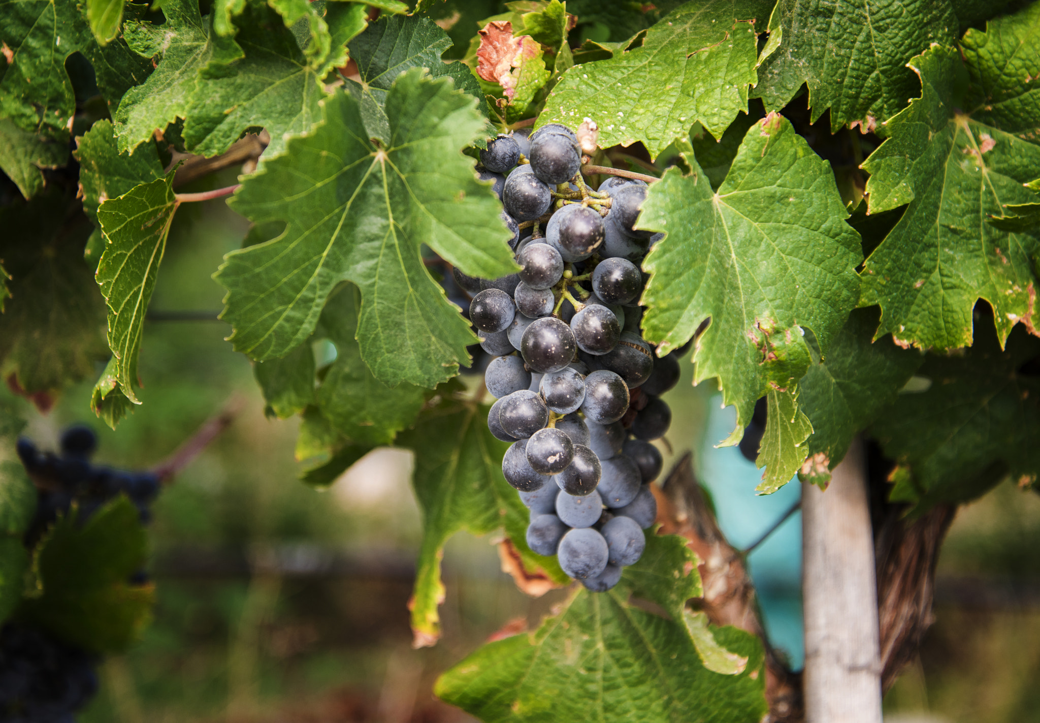 Nikon D810 sample photo