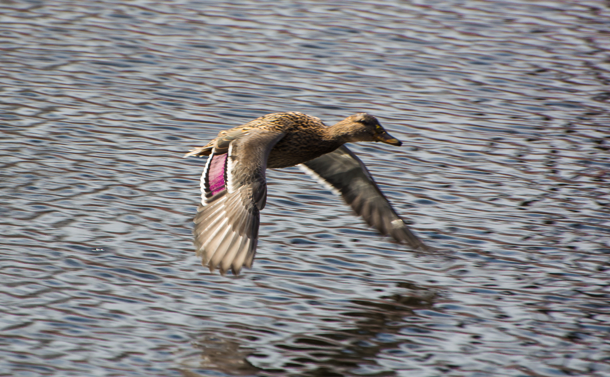 Nikon D5200 sample photo. Flying duck photography
