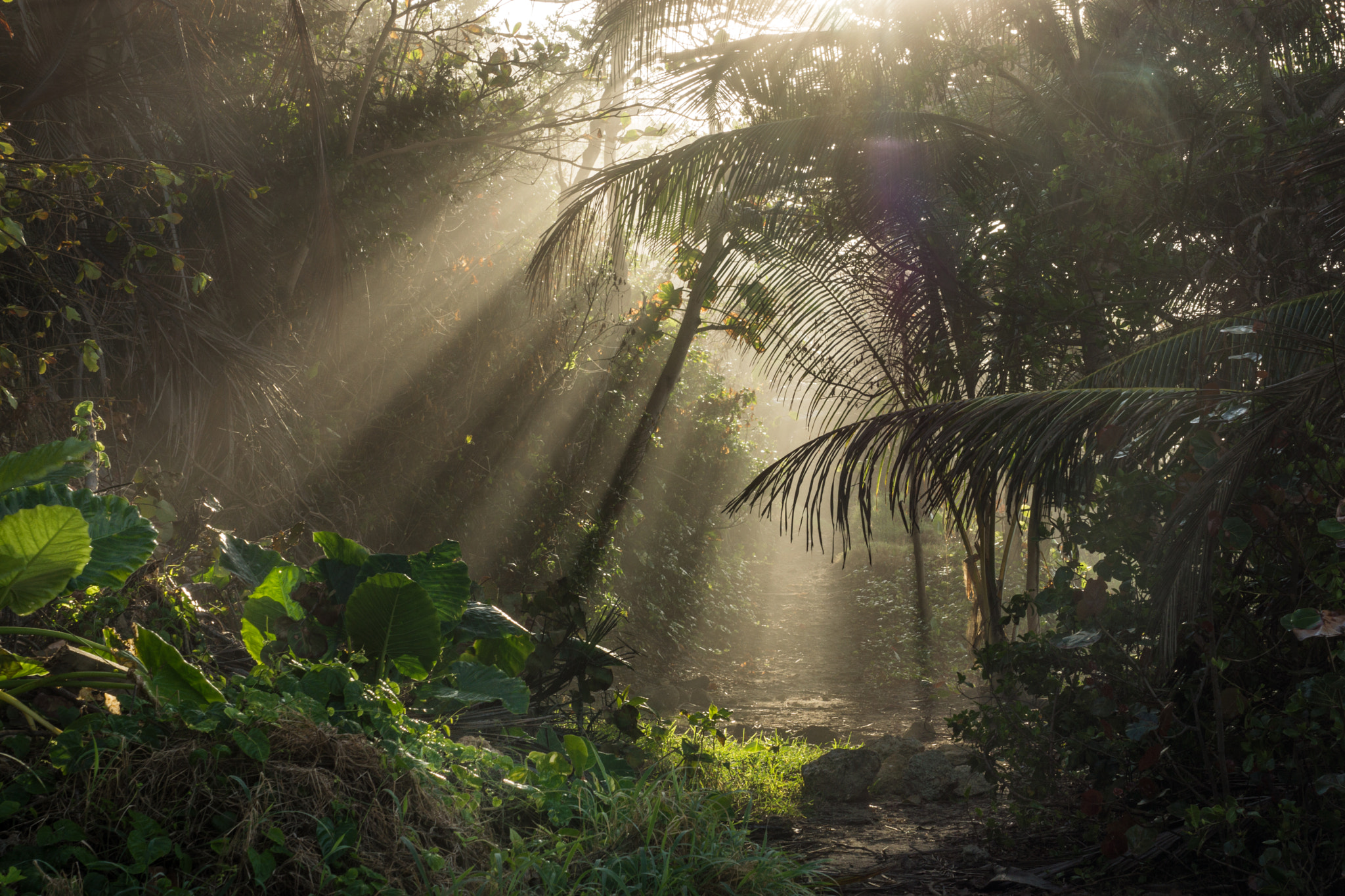 Sony Alpha NEX-7 sample photo. Jungle-late afternoon=sun streaking through palms photography