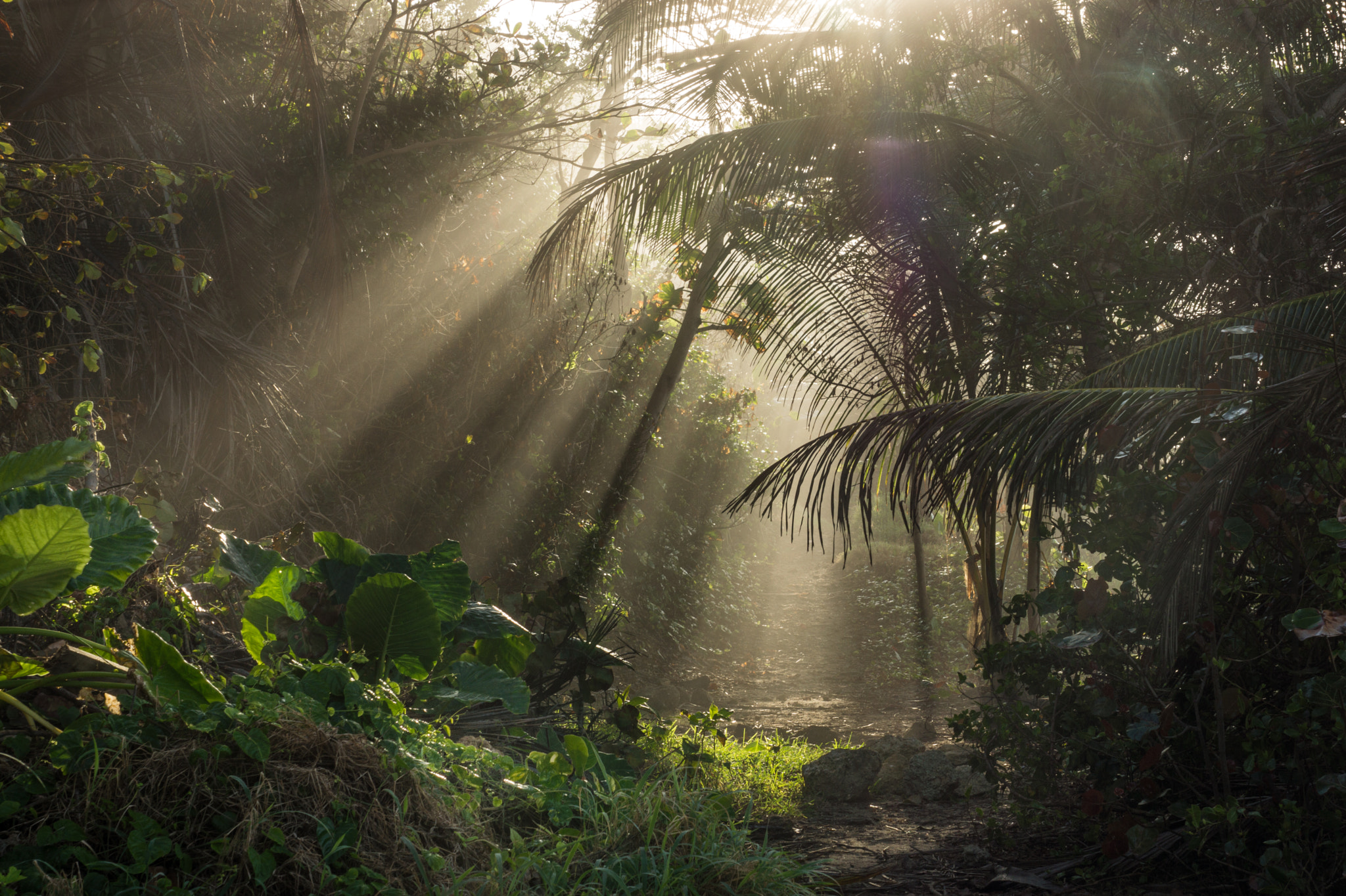 Sony Alpha NEX-7 + Sony E 55-210mm F4.5-6.3 OSS sample photo. Jungle-late afternoon=sun streaking through palms photography