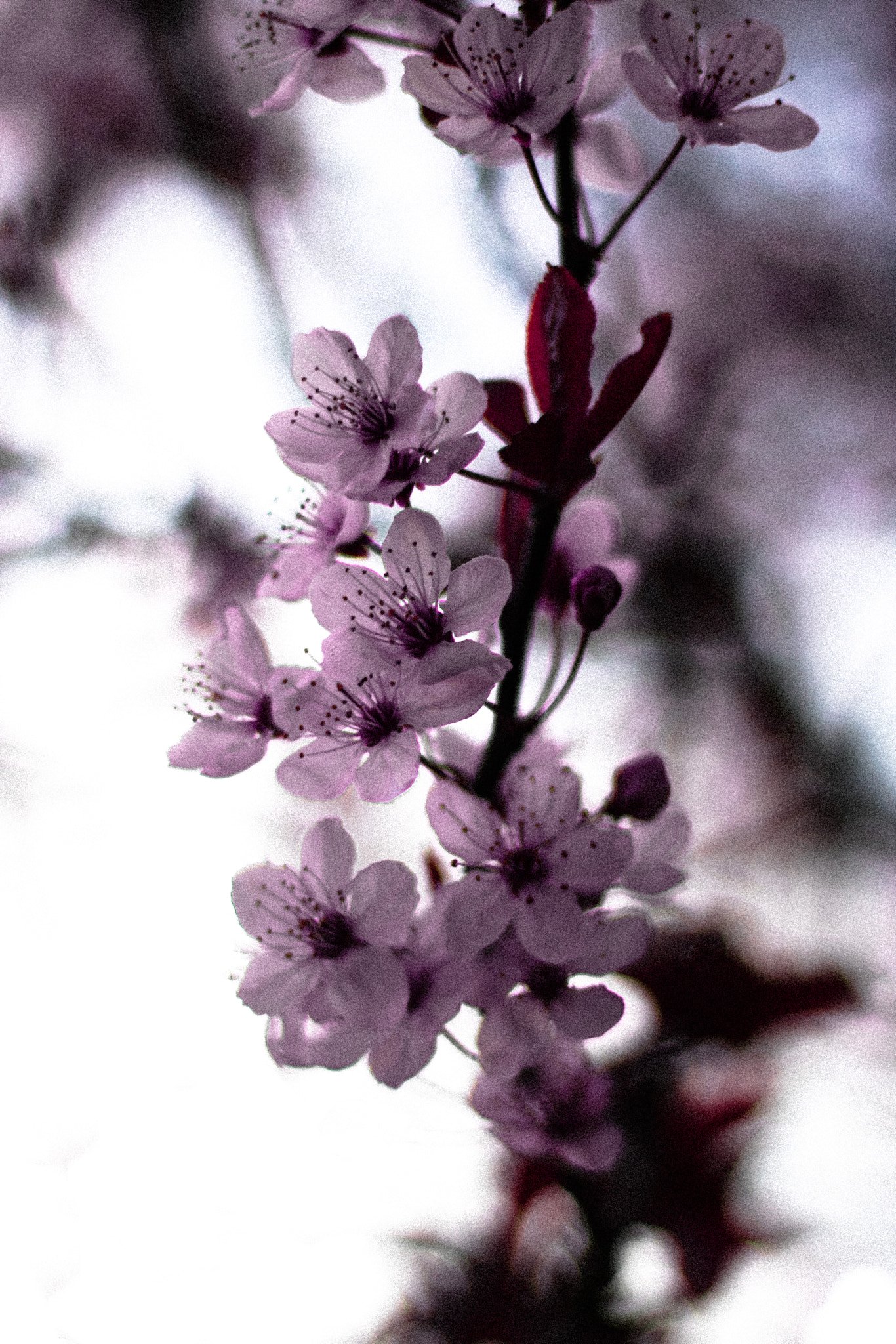 Canon EOS 760D (EOS Rebel T6s / EOS 8000D) + Canon EF 50mm F1.8 STM sample photo. Pink mood photography