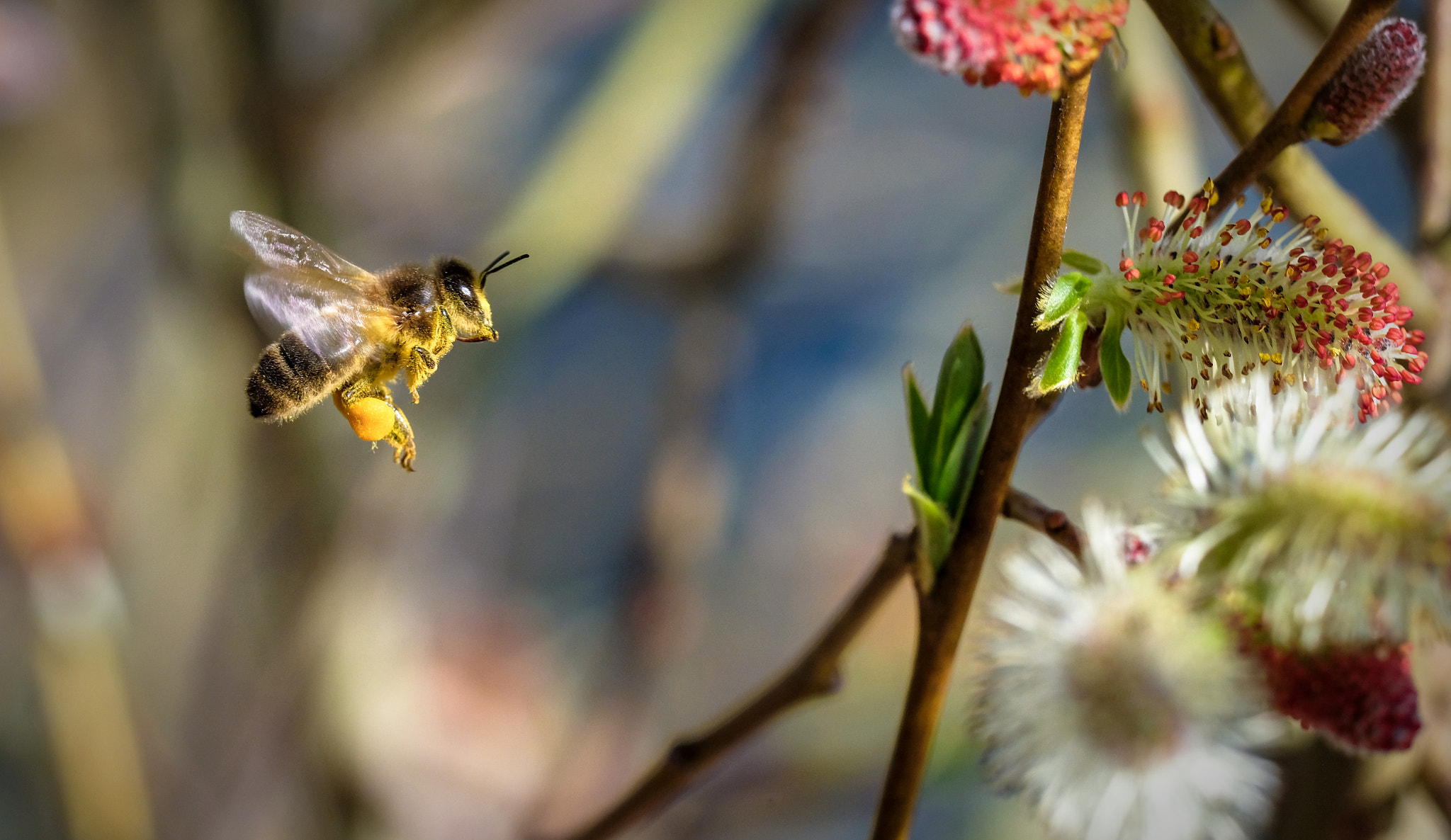 Fujifilm X-T2 sample photo. The beez neez 3 photography