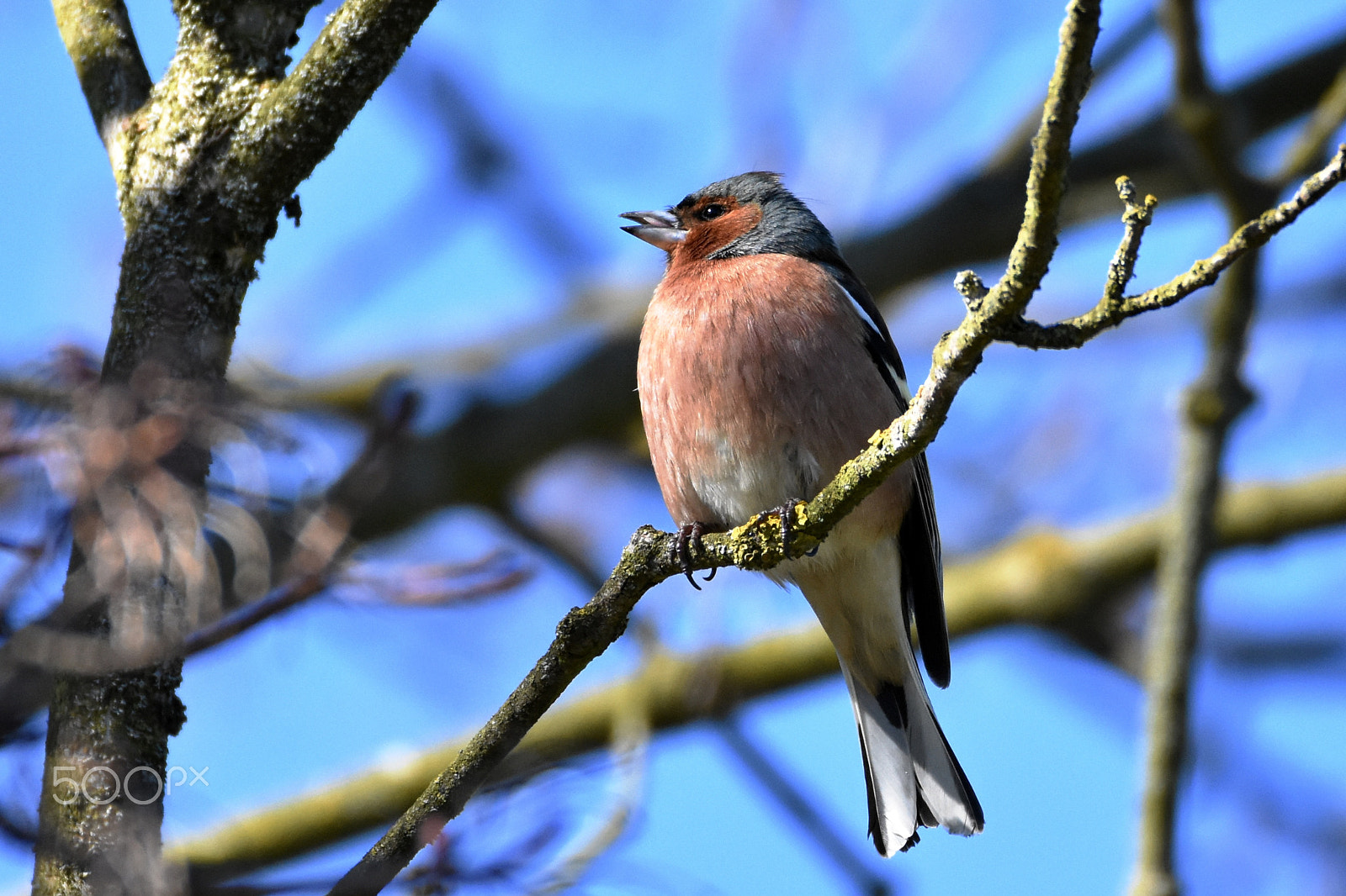 Nikon D7200 + Sigma 150-600mm F5-6.3 DG OS HSM | C sample photo. Common chaffinch photography