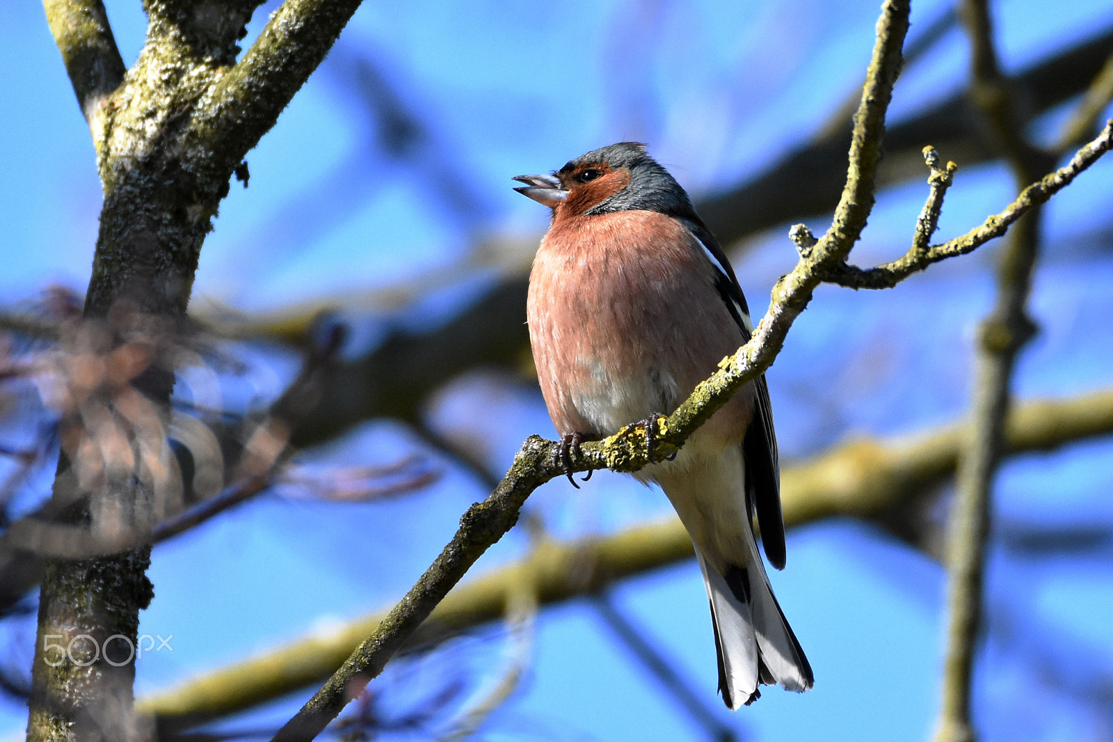 Sigma 150-600mm F5-6.3 DG OS HSM | C sample photo. Common chaffinch photography
