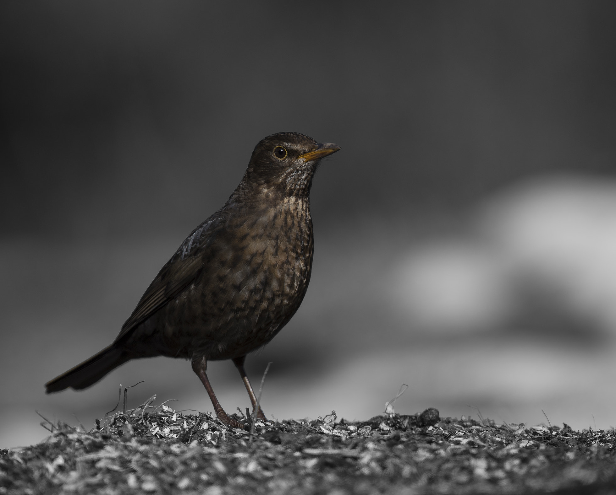 Nikon D5 + Nikon AF-S Nikkor 500mm F4G ED VR sample photo. European blackbird photography