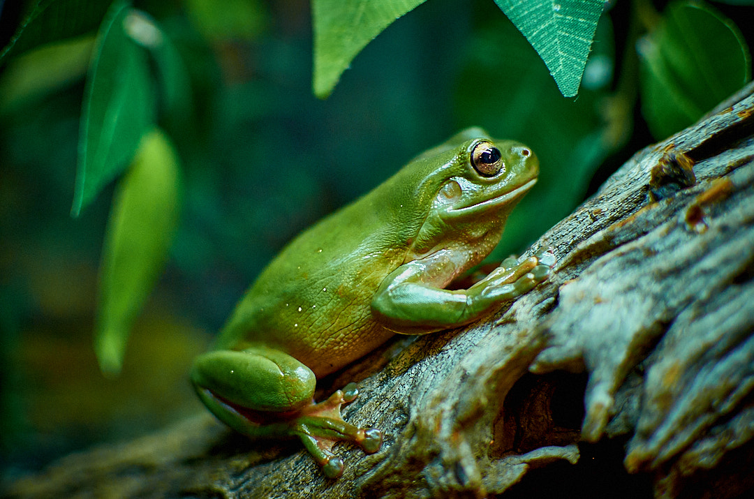 Nikon D5100 + Nikon AF-S DX Nikkor 35mm F1.8G sample photo. Greentreefrog iherp photography