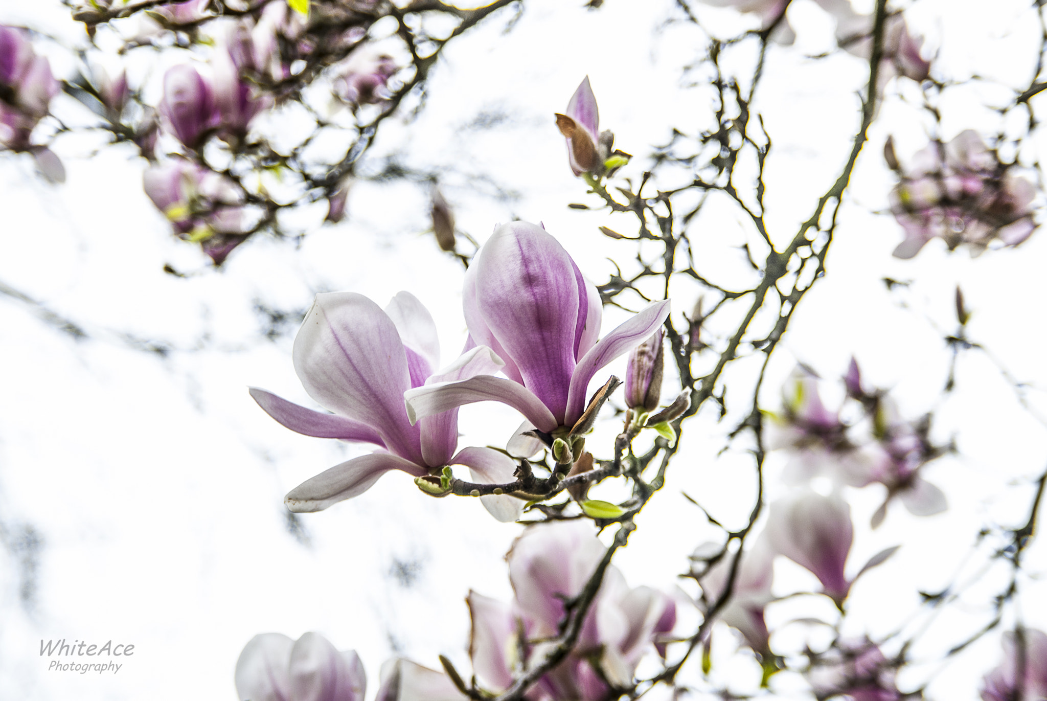 Nikon D200 sample photo. Magnolia photography