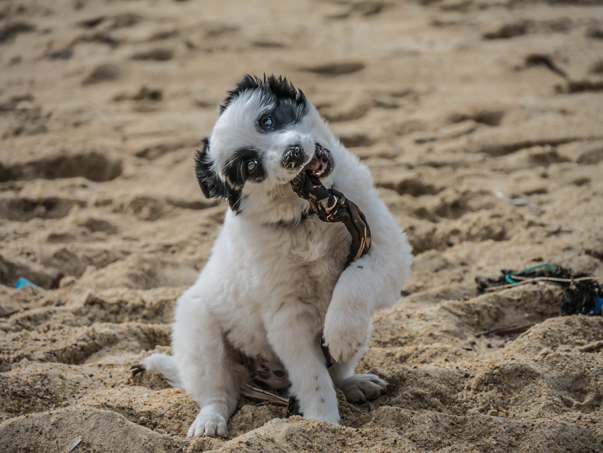 Panasonic Lumix DMC-G7 sample photo. Happy face ! photography