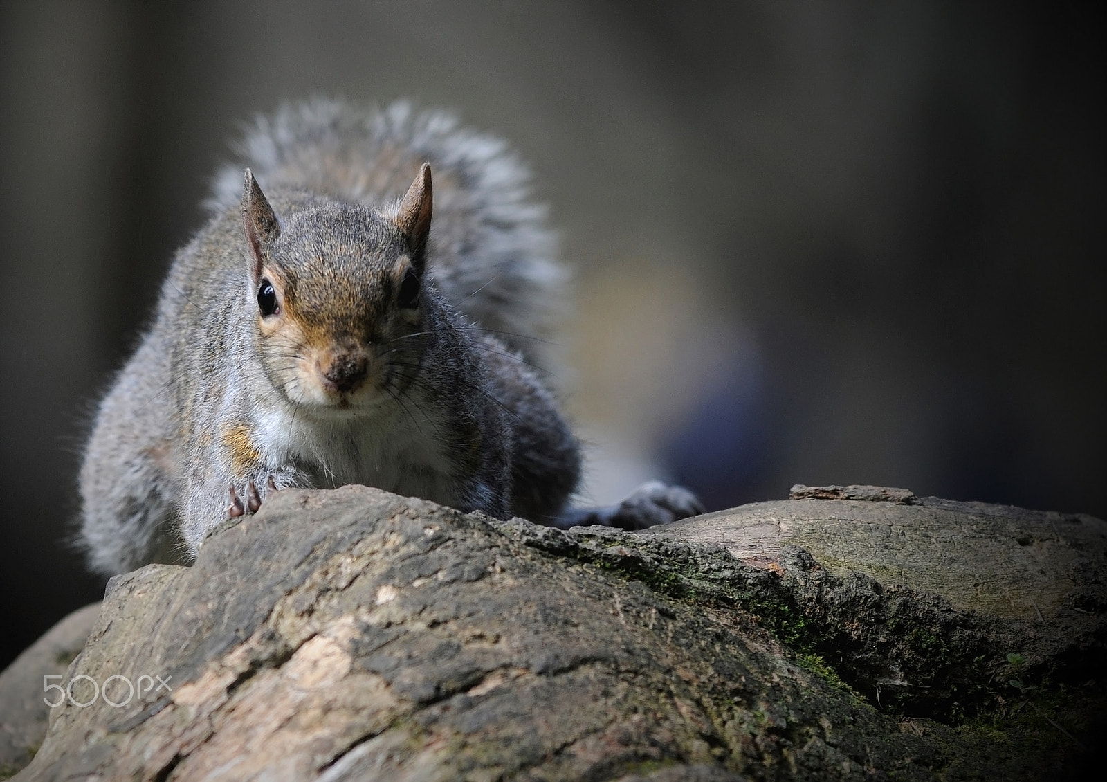 Nikon AF-Nikkor 80-200mm F2.8D ED sample photo. Squirrel_6 photography