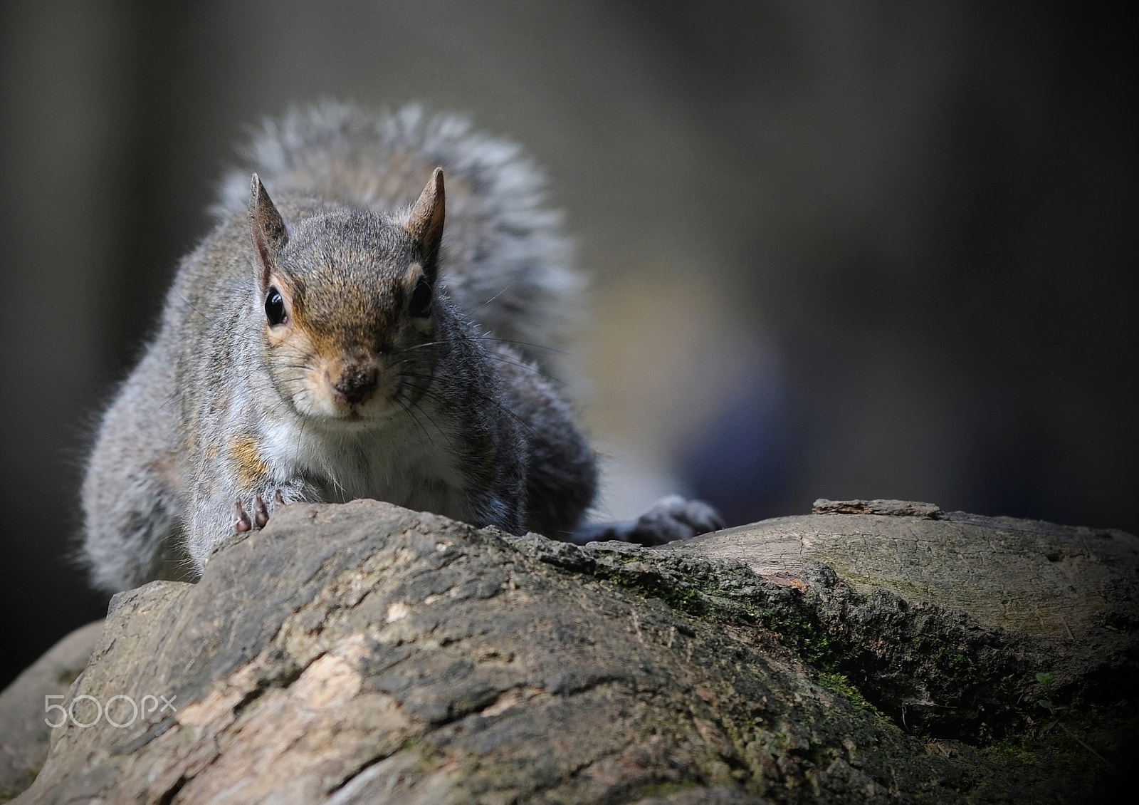 Nikon D300 + Nikon AF-Nikkor 80-200mm F2.8D ED sample photo. Squirrel_6 photography