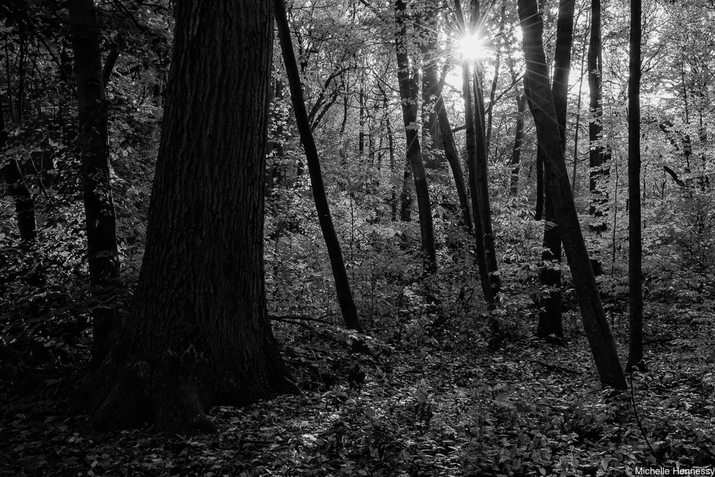 Nikon D800 sample photo. Forest rays photography