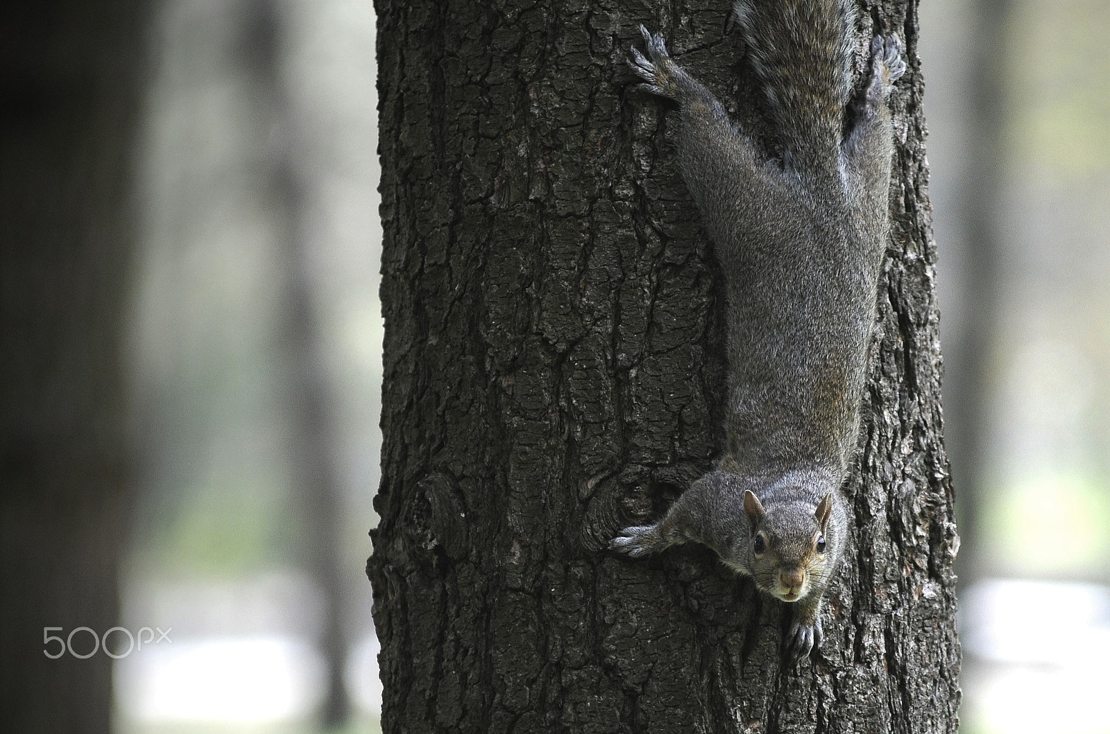 Nikon D300 + Nikon AF-Nikkor 80-200mm F2.8D ED sample photo. Squirrel_7 photography