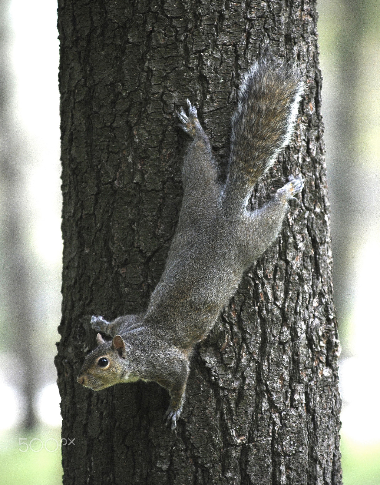 Nikon D300 + Nikon AF-Nikkor 80-200mm F2.8D ED sample photo. Squirrel_8 photography