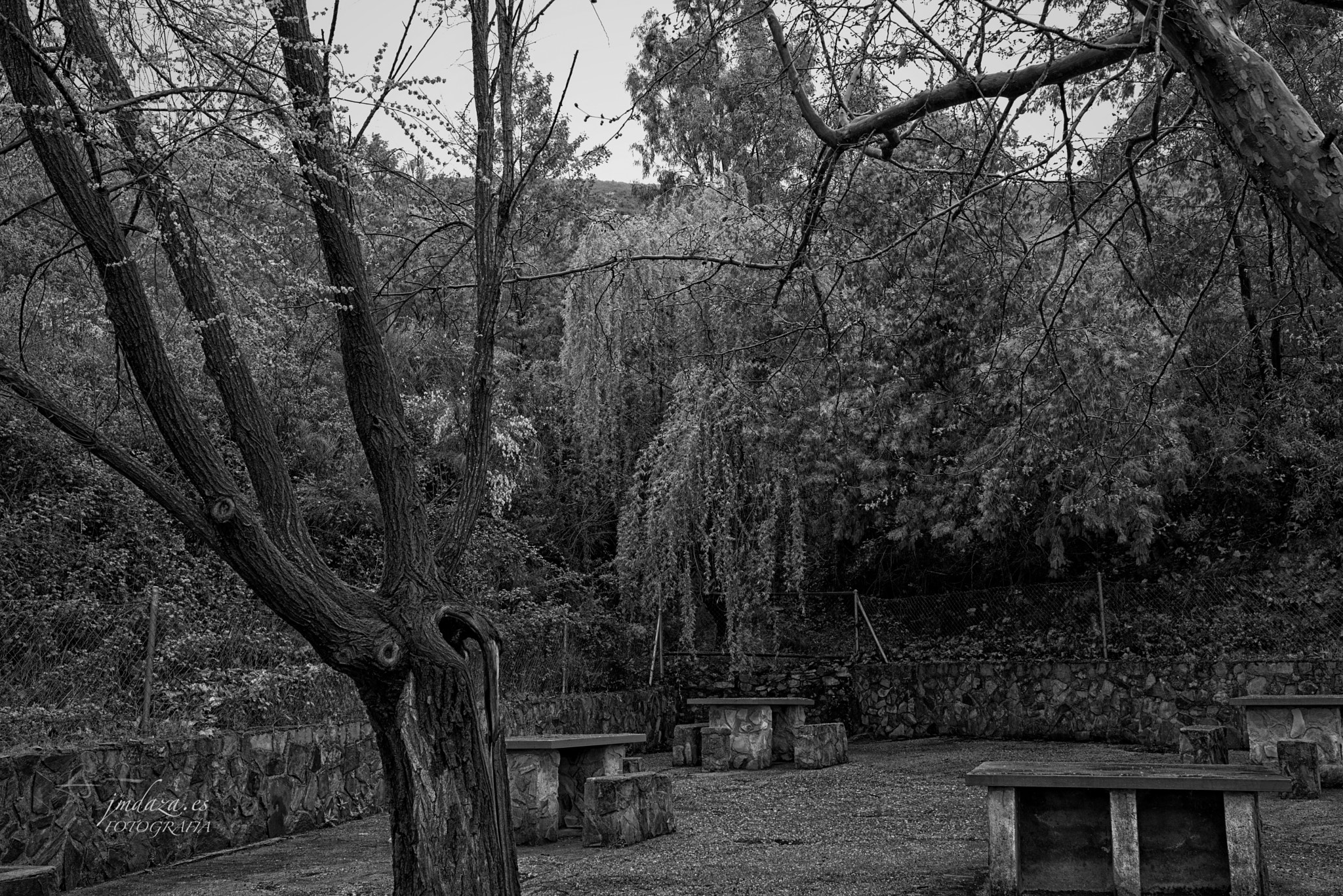 Nikon D610 + Sigma 35mm F1.4 DG HSM Art sample photo. Naturaleza en blanco y negro photography