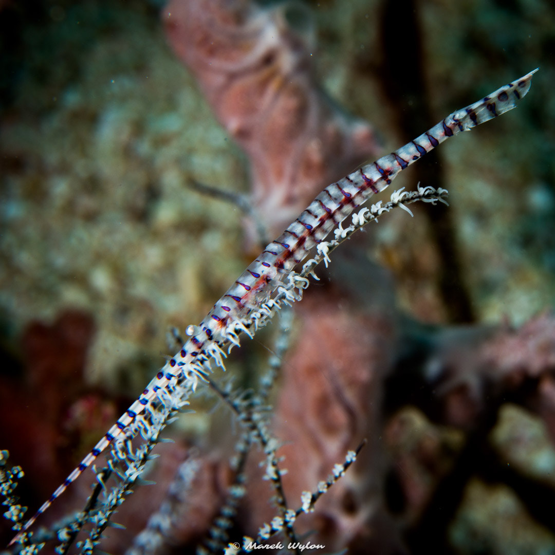 Nikon AF-S Micro-Nikkor 60mm F2.8G ED sample photo. Banded tozeuma shrimp | papua | 2016.04.26 photography