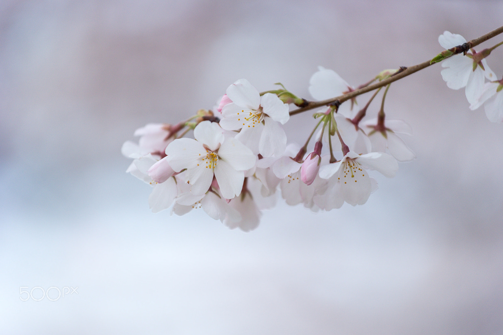 Nikon AF-S Nikkor 70-200mm F4G ED VR sample photo. Sakura photography