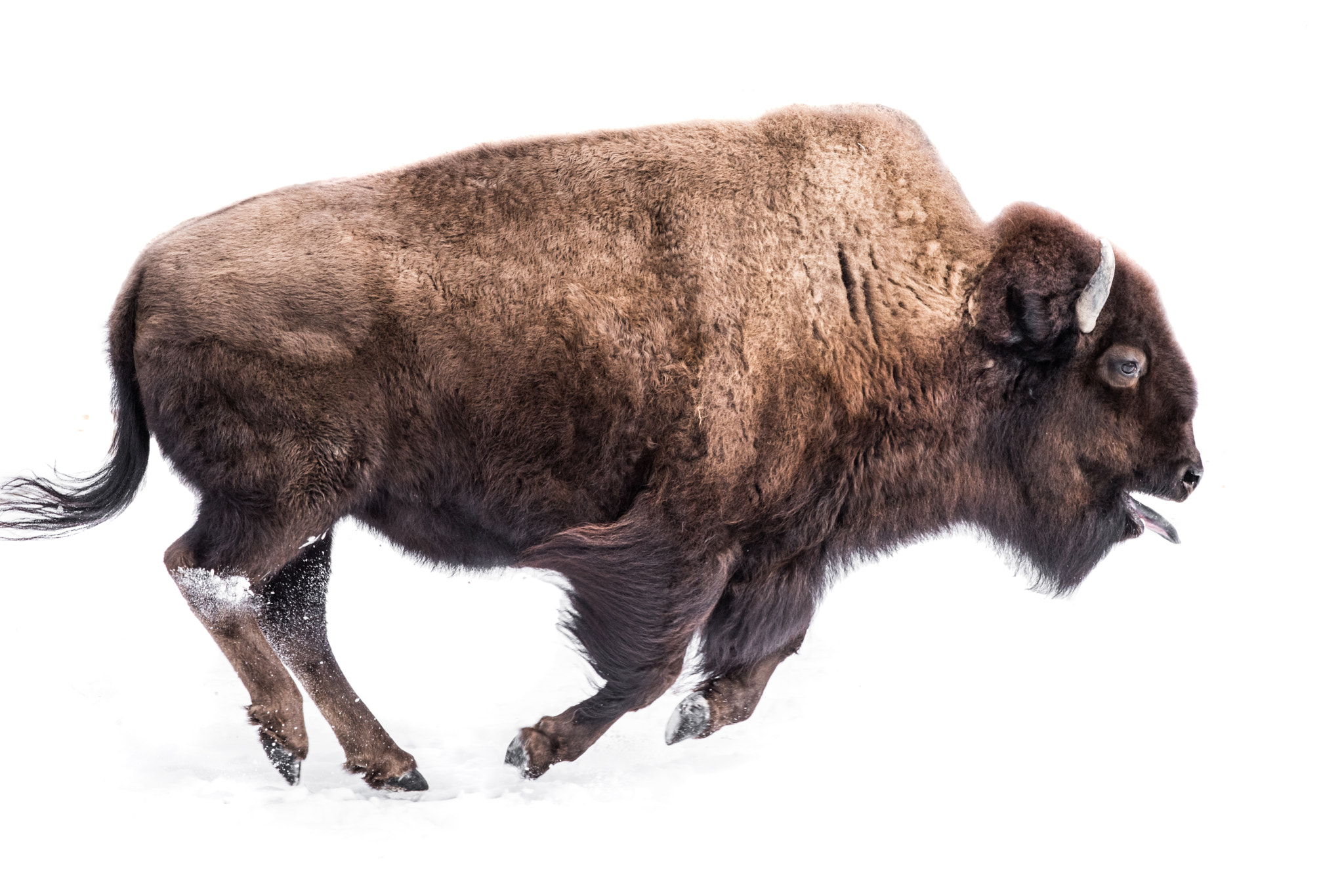 Nikon D810 sample photo. American bison in snow iv photography