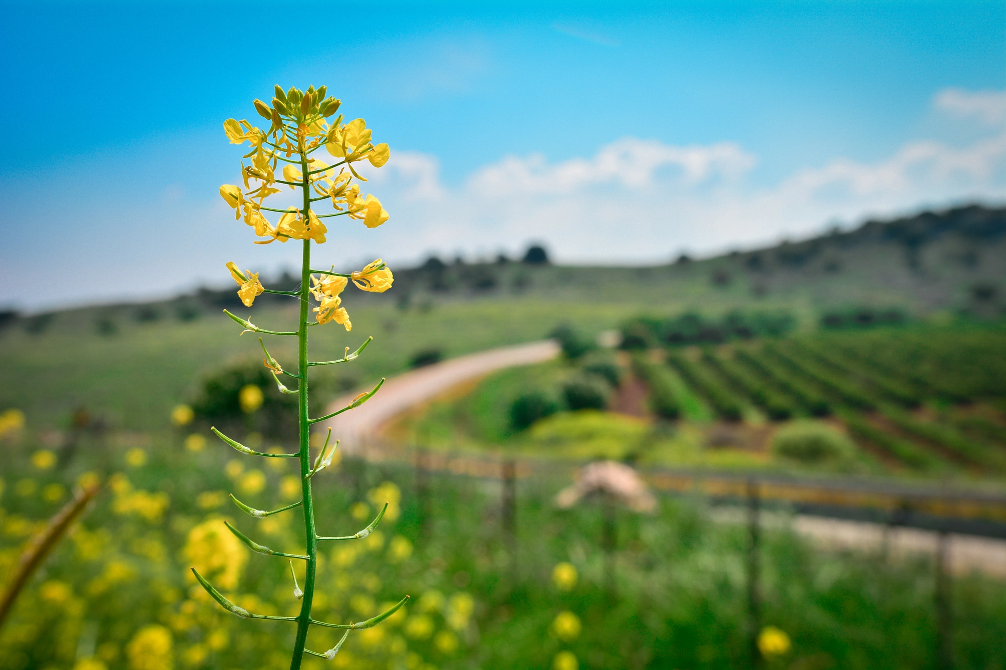 Nikon D7100 + Sigma 18-35mm F1.8 DC HSM Art sample photo. Spring photography