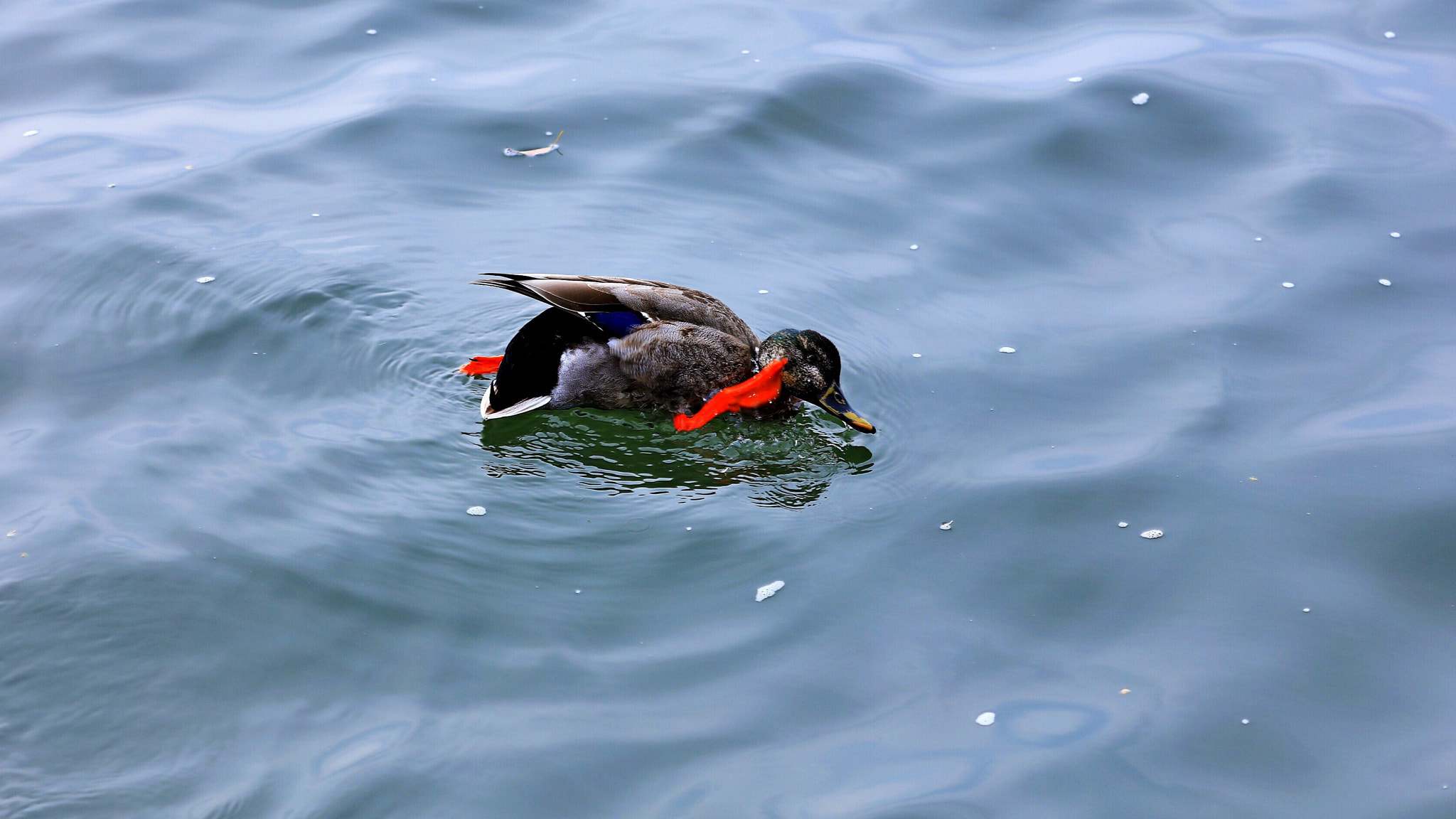 Canon EOS 5DS R sample photo