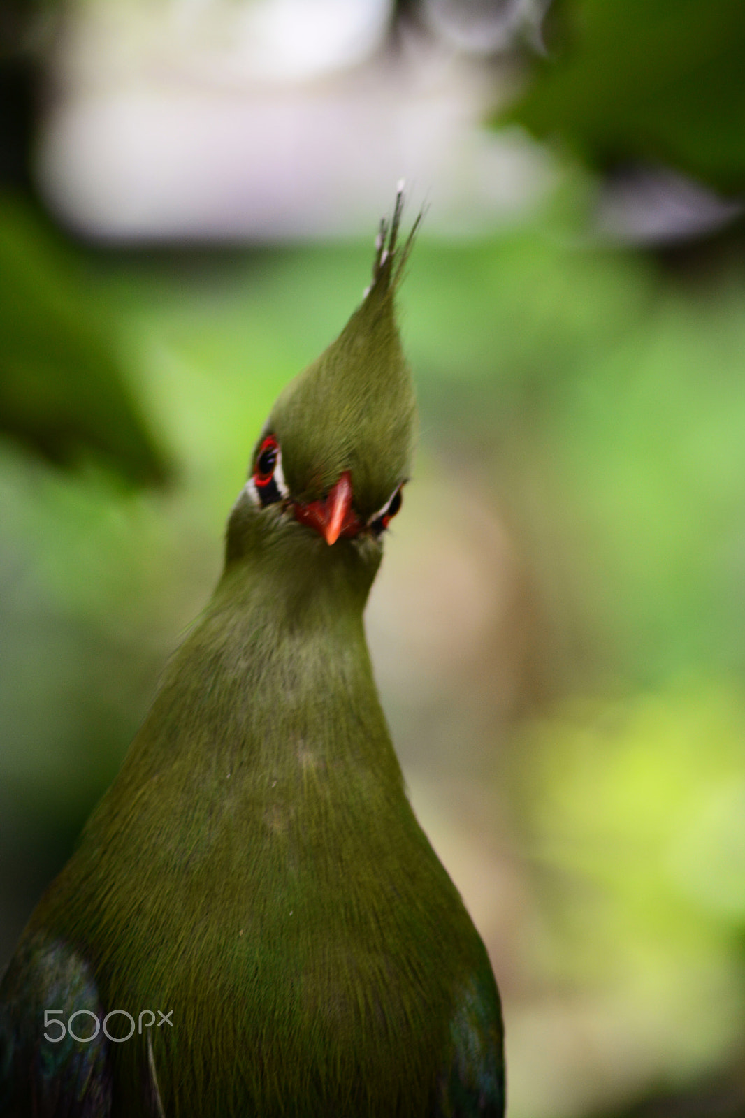 Nikon D5200 sample photo. Green turaco photography