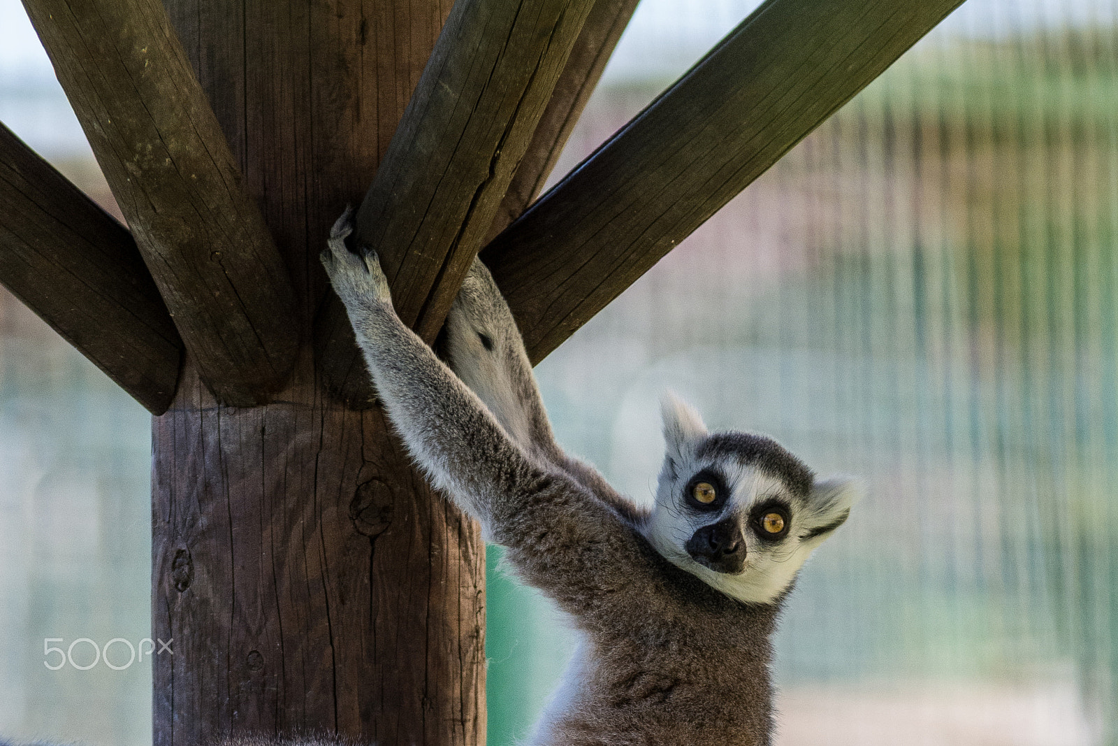 Nikon D7200 sample photo. Ring-tailed lemur (lemure catta) photography