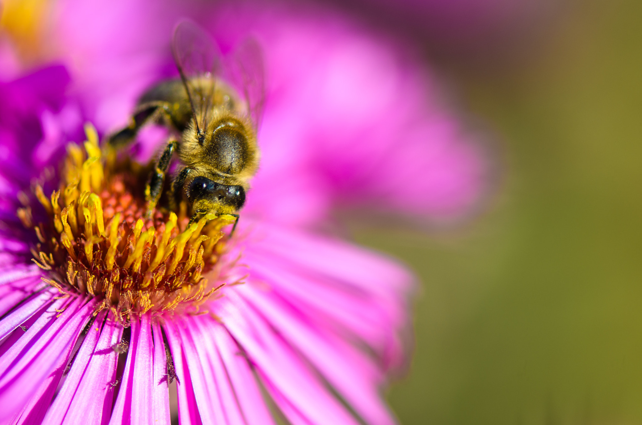 Nikon AF-S Micro-Nikkor 105mm F2.8G IF-ED VR sample photo. Bee photography