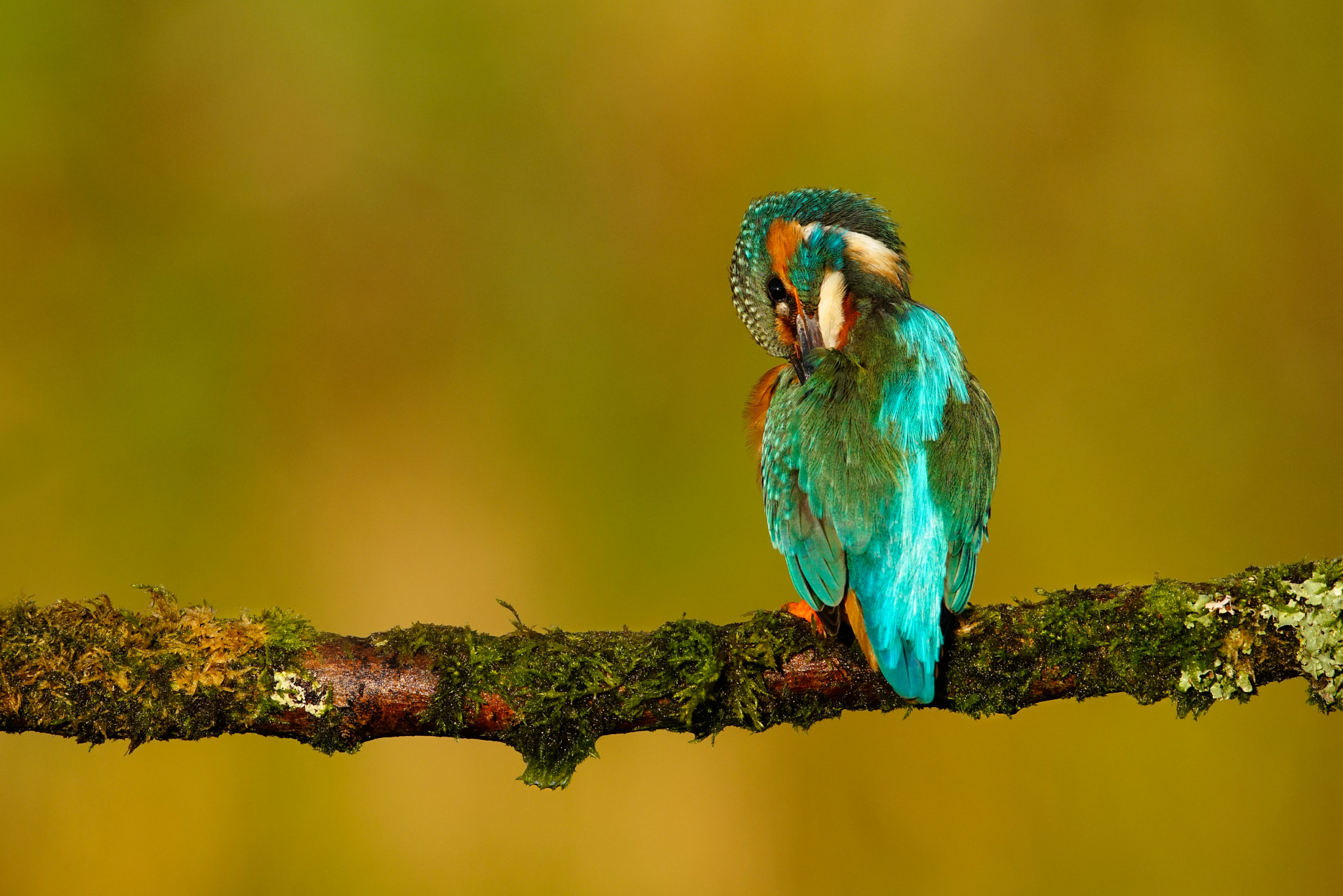 Sony 500mm F4 G SSM sample photo. Cleaning my feathers photography