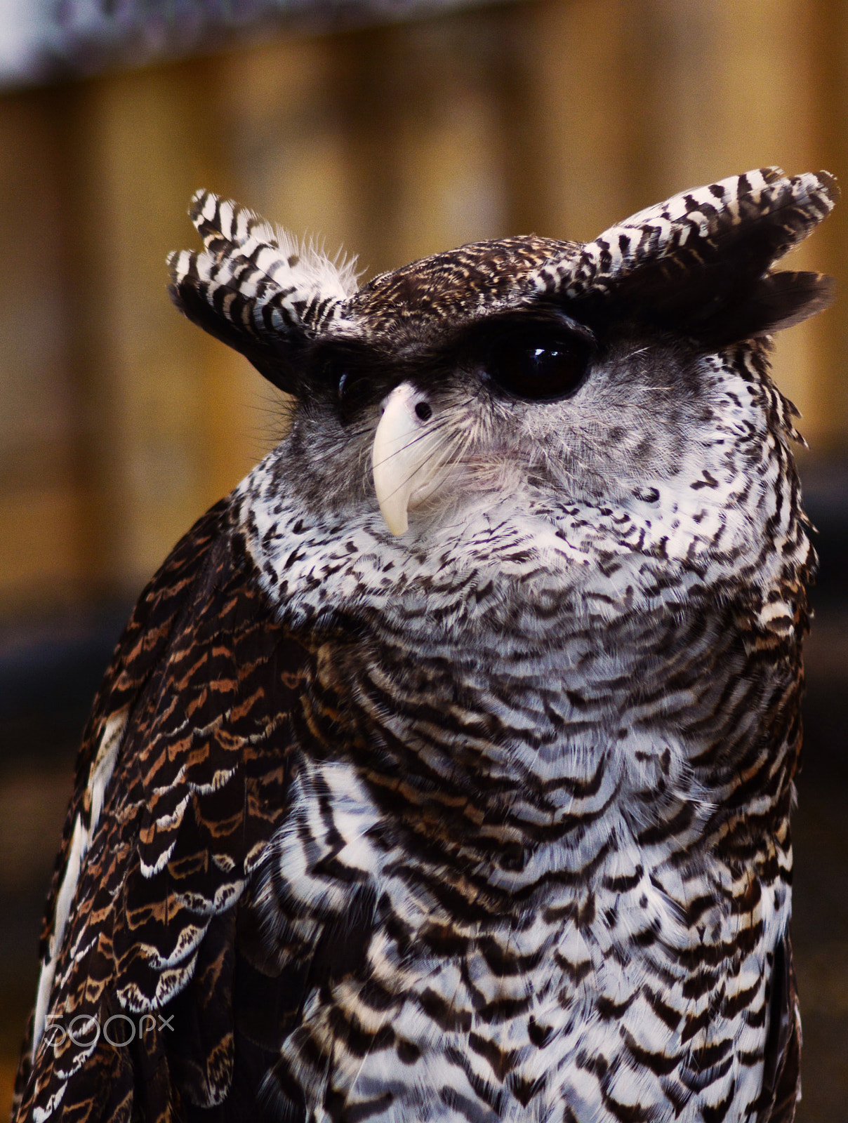 Nikon AF Nikkor 50mm F1.4D sample photo. Owl photography