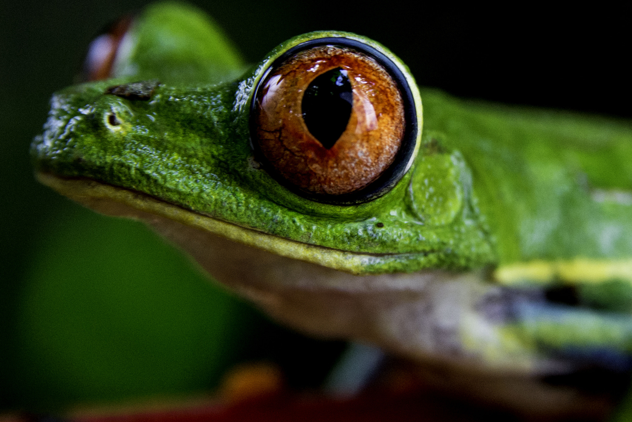 Nikon D600 sample photo. Red eye tree frog photography