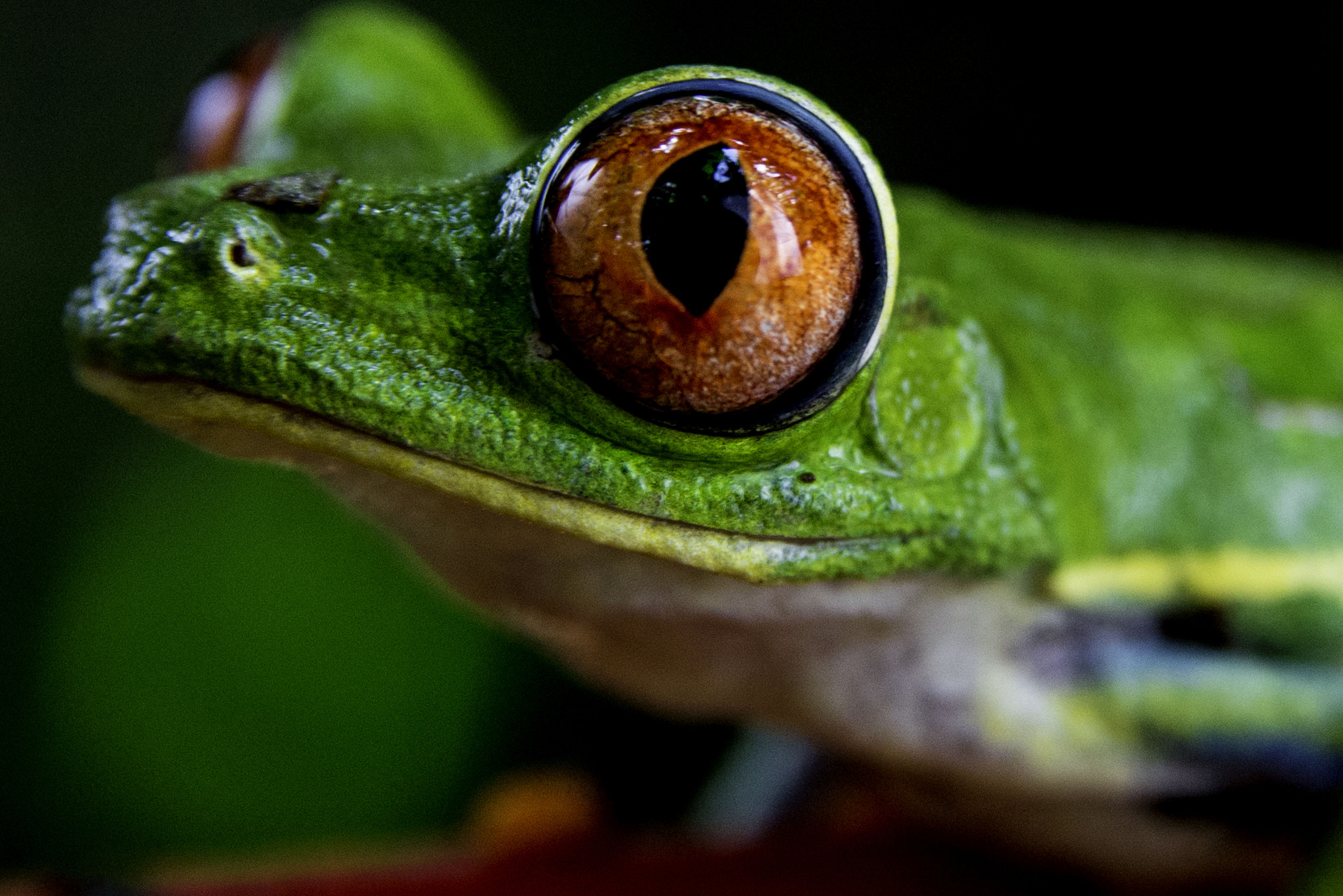 AF Zoom-Nikkor 28-105mm f/3.5-4.5D IF sample photo. Red eye tree frog photography