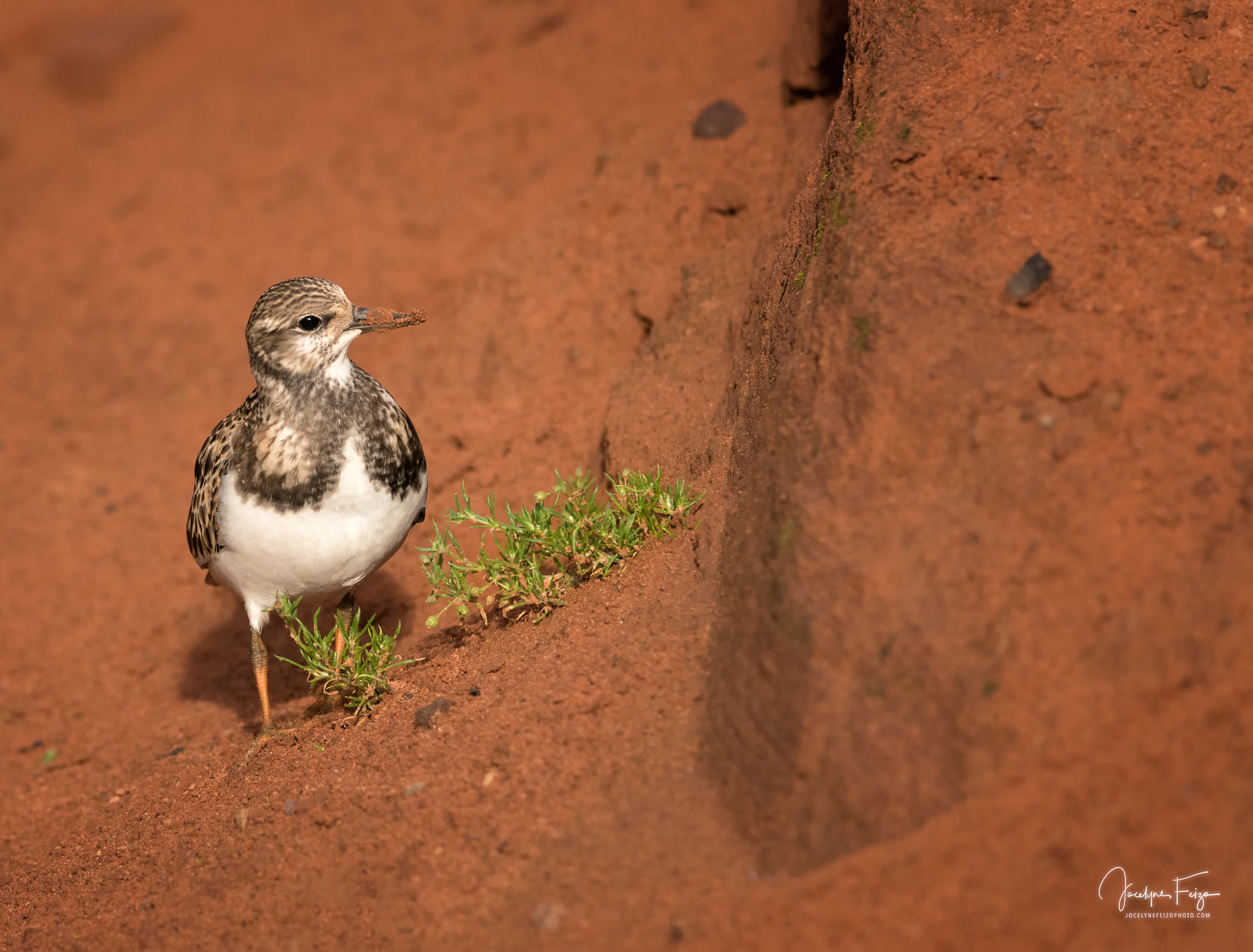 Nikon D750 + Nikon AF-S Nikkor 300mm F4D ED-IF sample photo. Ruddy turnstone photography