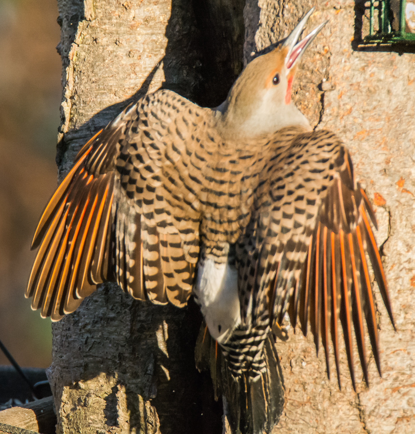 Nikon D7100 sample photo. Northern flicker (colaptes auratus) photography