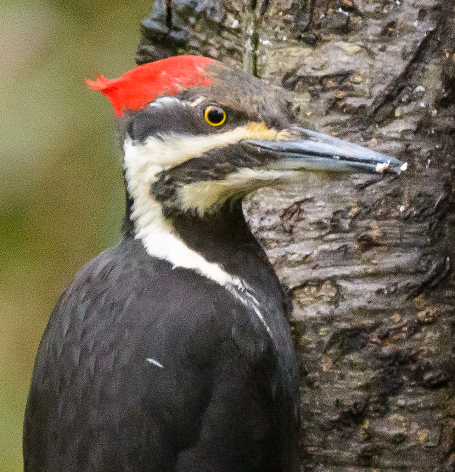 Nikon D600 sample photo. Pileated woodpecker (dryocopus pileatus) photography