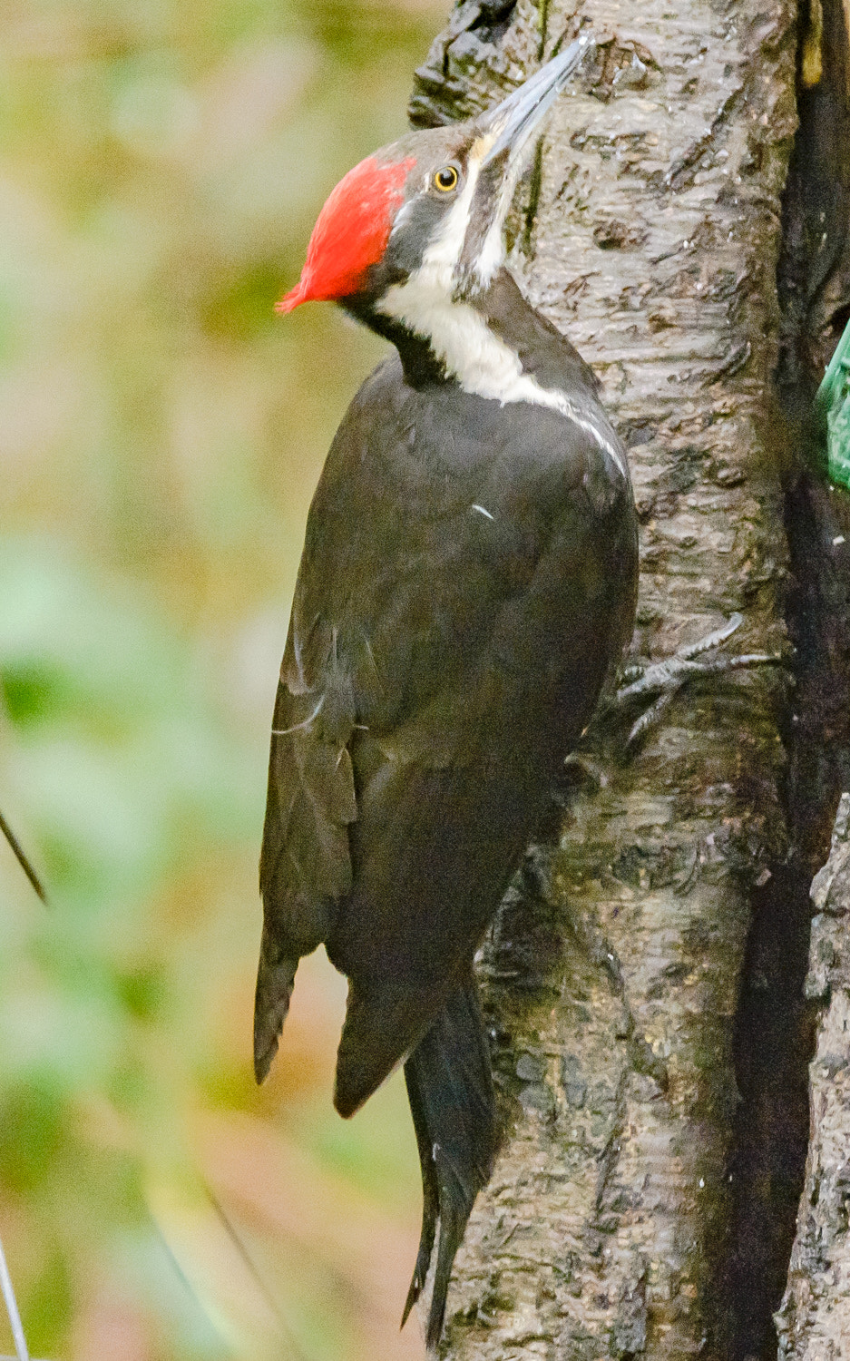 Nikon D600 sample photo. Pileated woodpecker (dryocopus pileatus) photography