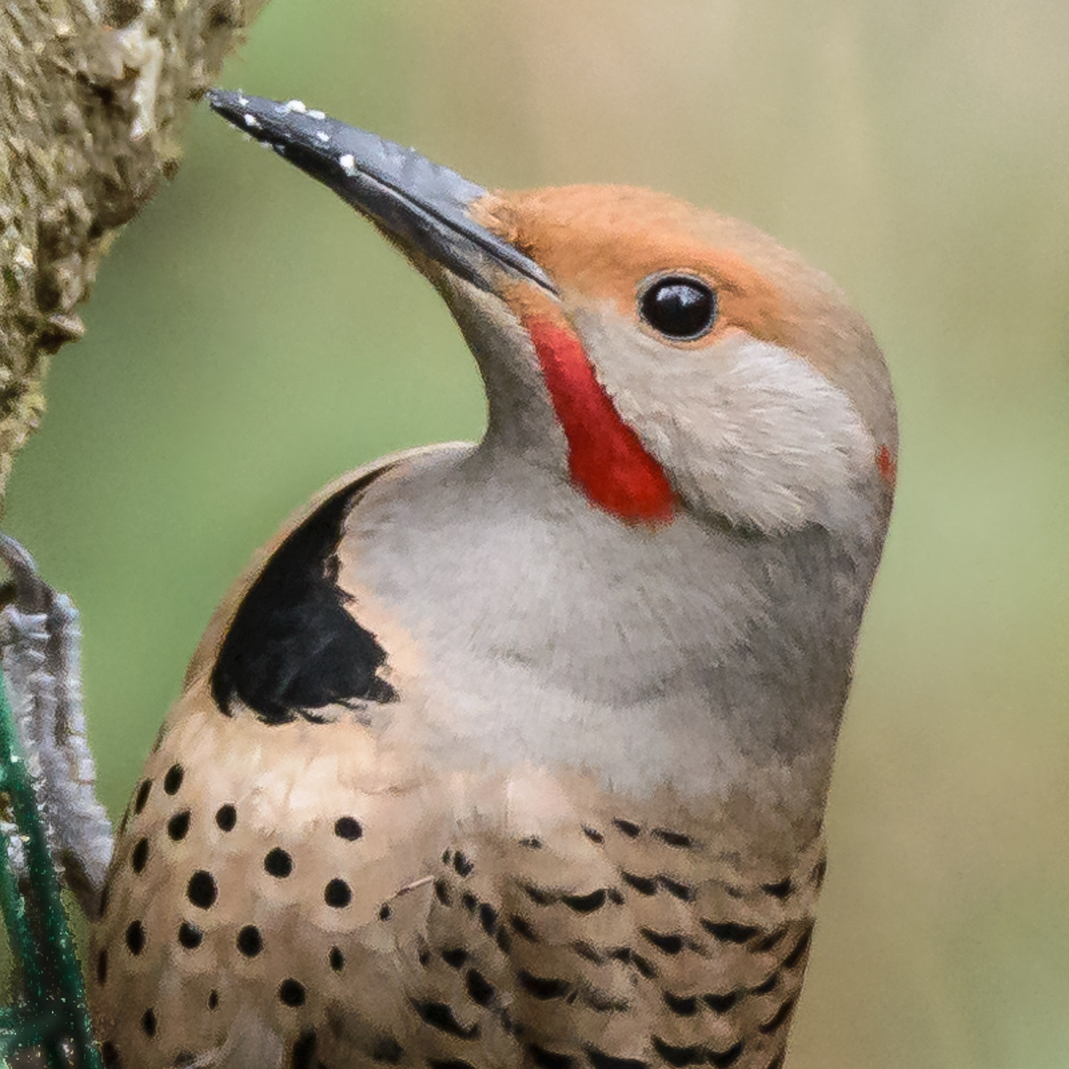 Nikon D600 sample photo. Northern flicker (colaptes auratus) photography