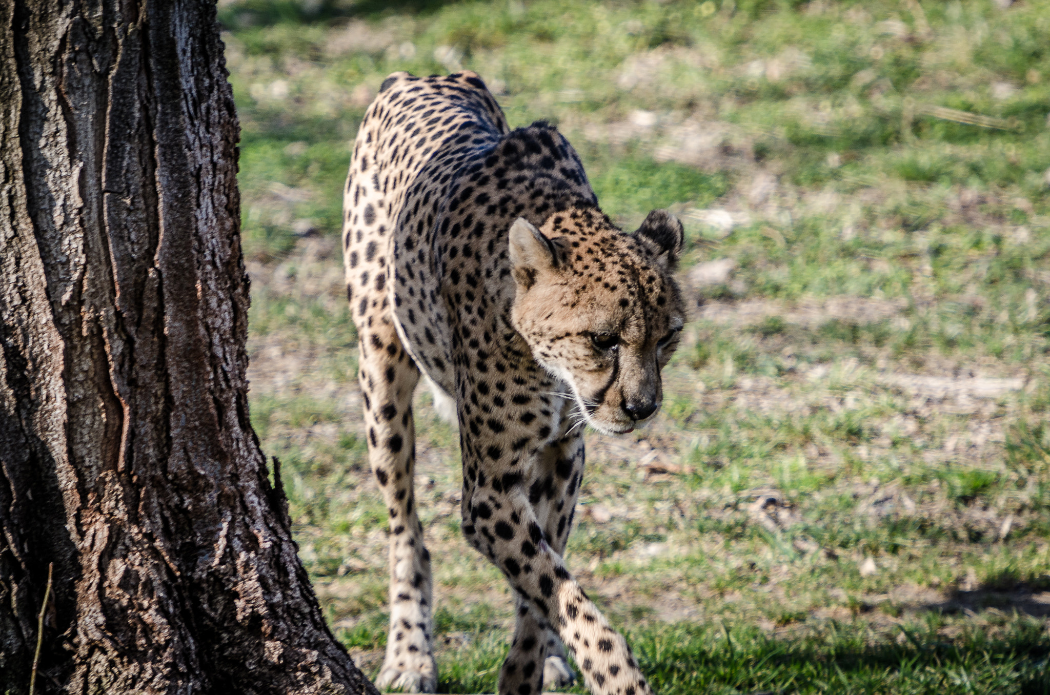 Nikon AF-S Nikkor 70-200mm F2.8G ED VR II sample photo. Gofaster photography