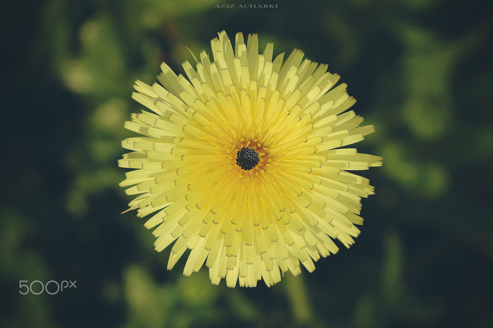 Canon EF-S 55-250mm F4-5.6 IS II sample photo. Flower photography