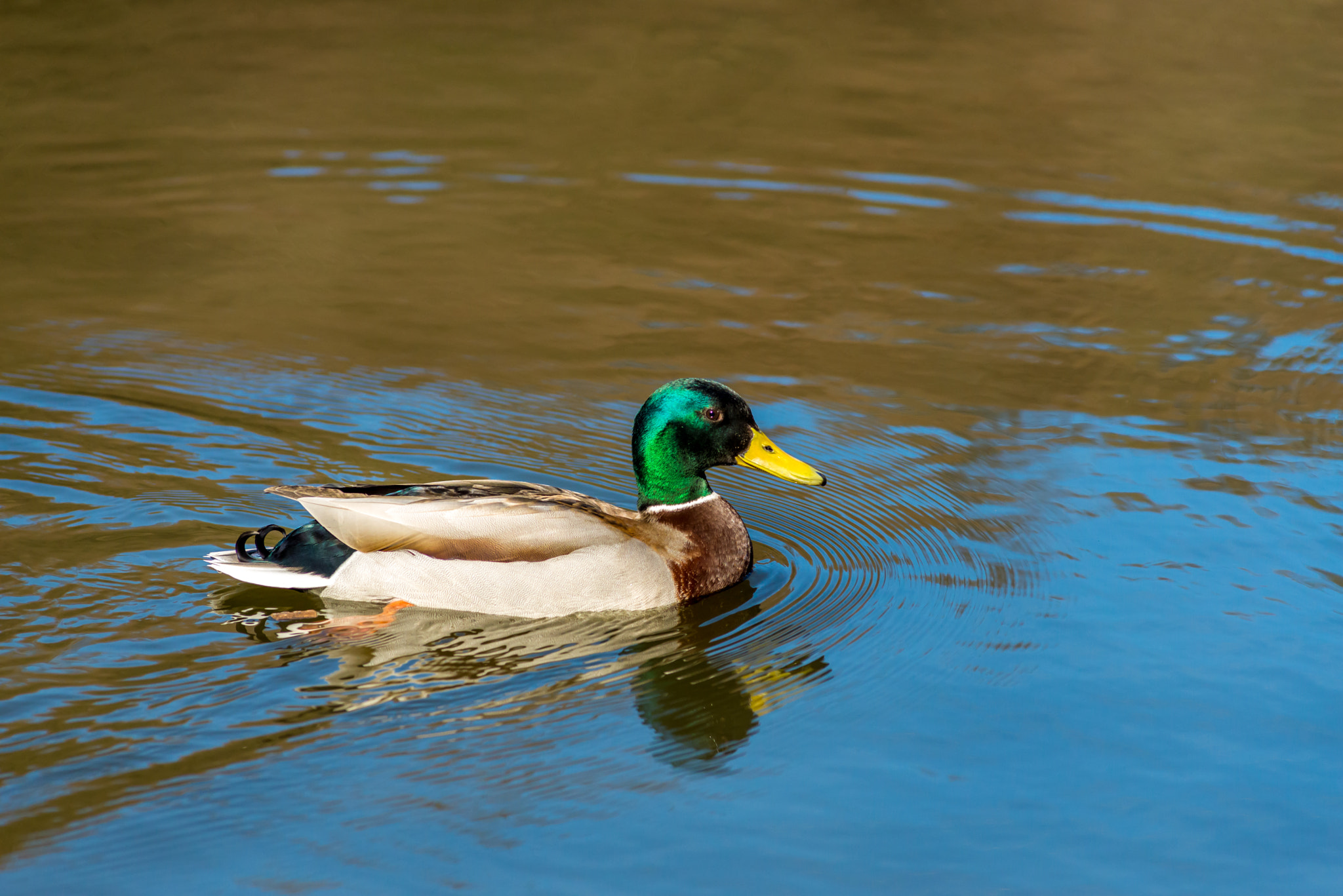 Nikon D610 + AF Nikkor 180mm f/2.8 IF-ED sample photo. Mallard duck float on march pond photography
