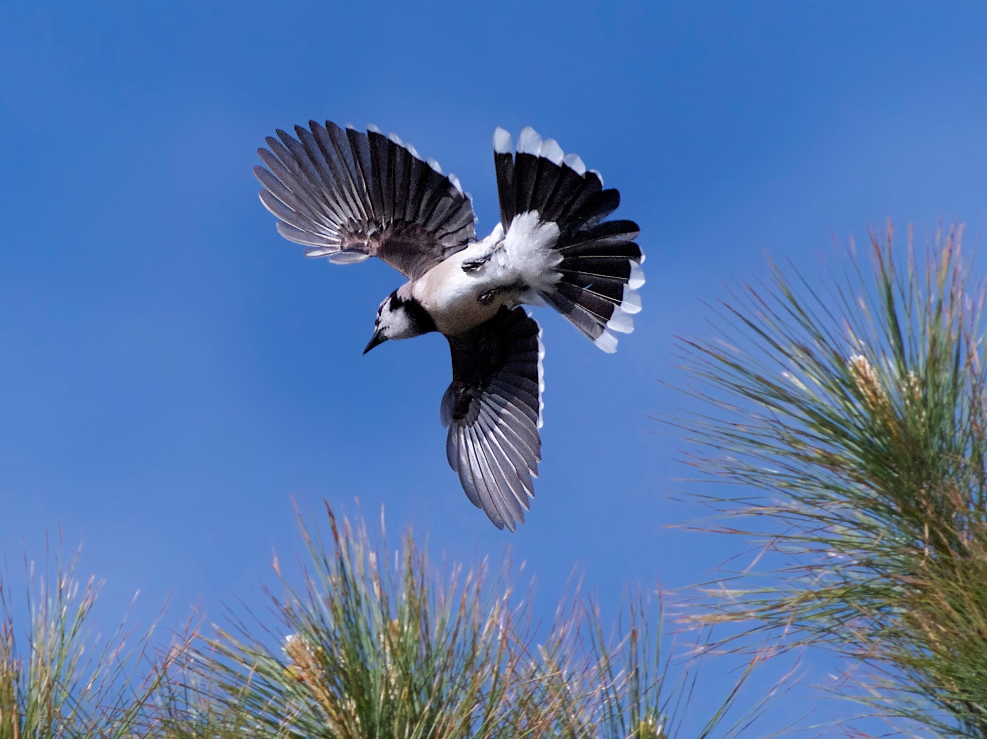 Canon EF 70-300mm F4-5.6L IS USM sample photo. Belted kingfisher photography