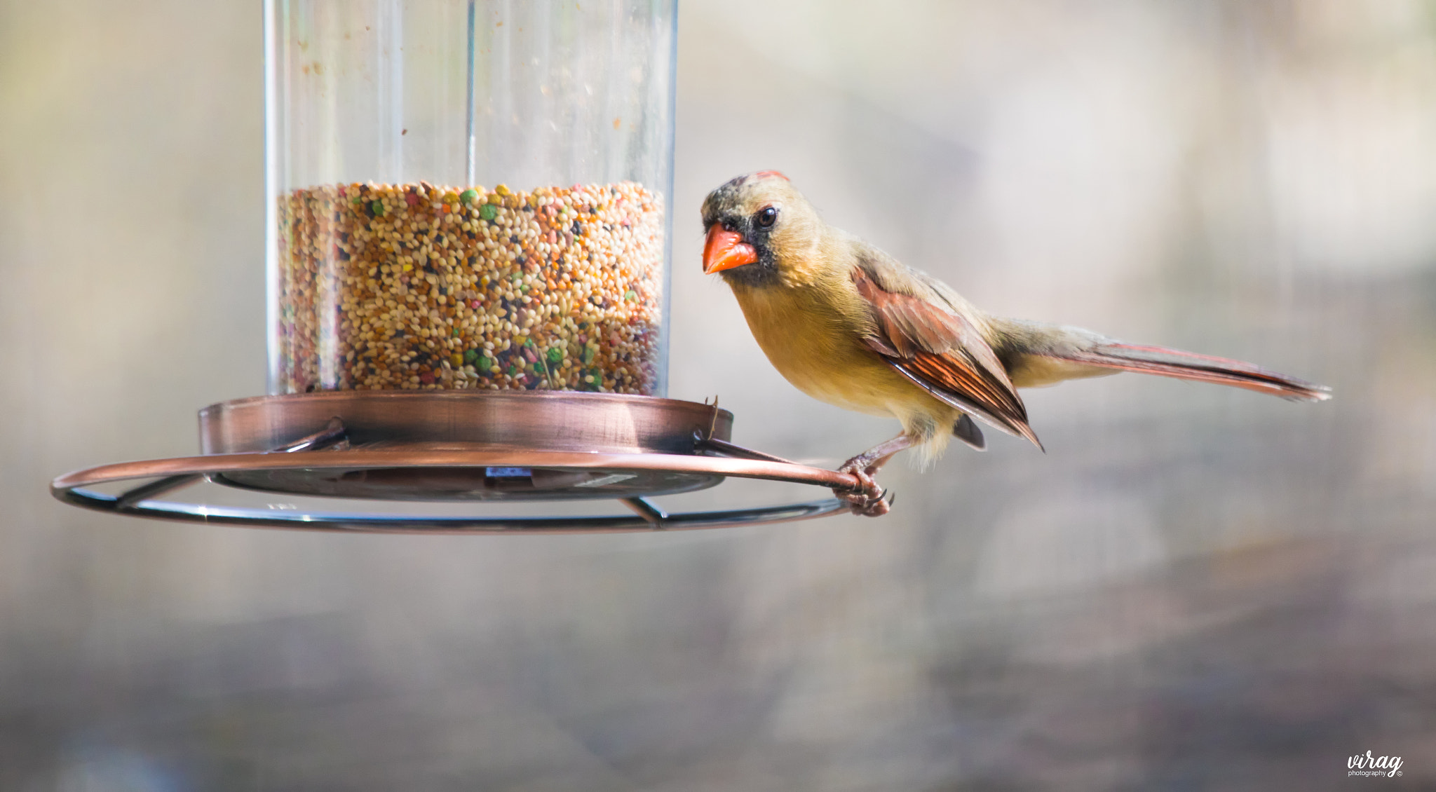 Canon EF 100-400mm F4.5-5.6L IS USM sample photo. Cardinal (female) photography