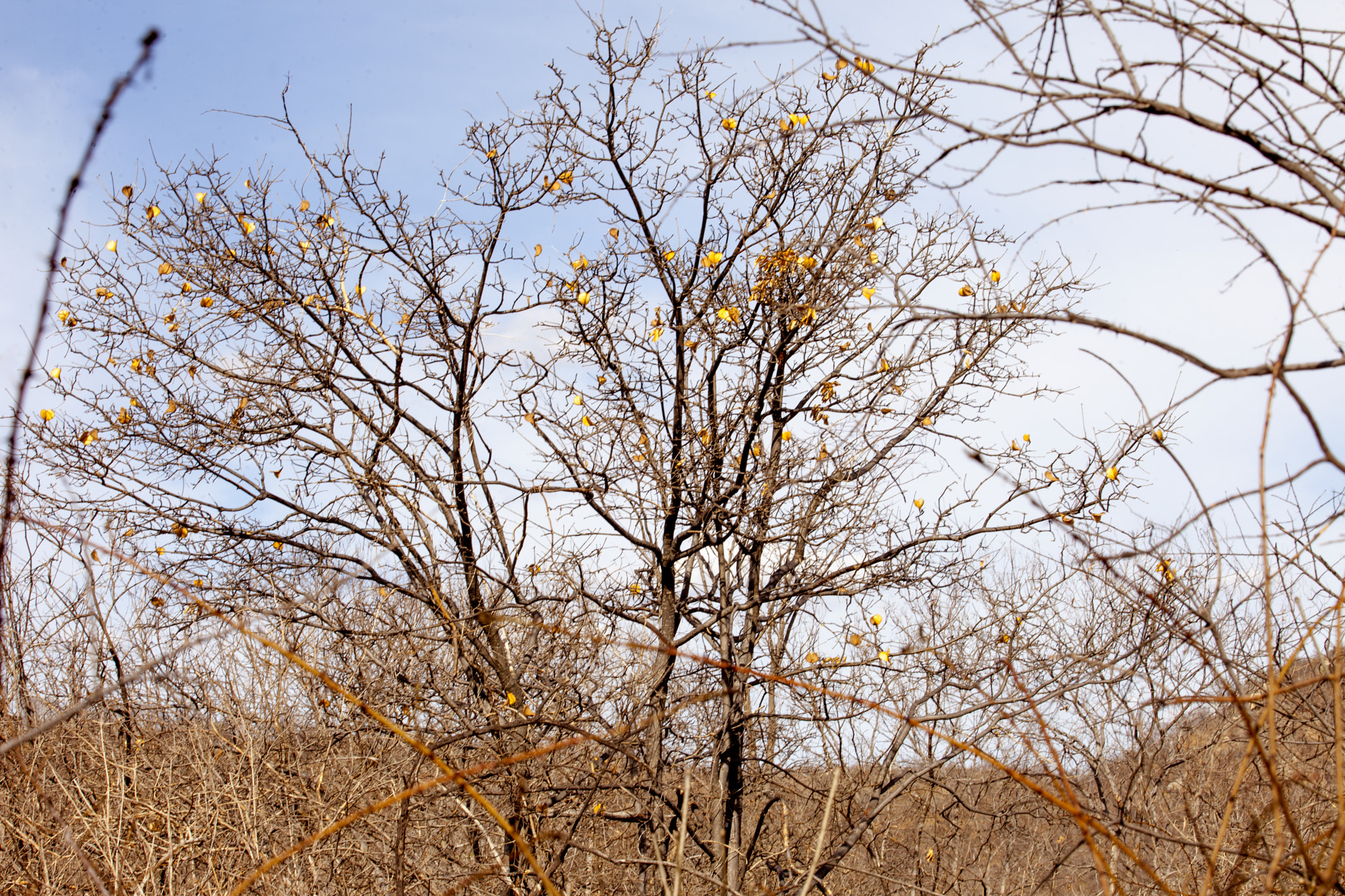 Canon EOS 5D Mark II + Canon EF 70-200mm F2.8L USM sample photo. Caatinga de klimt photography