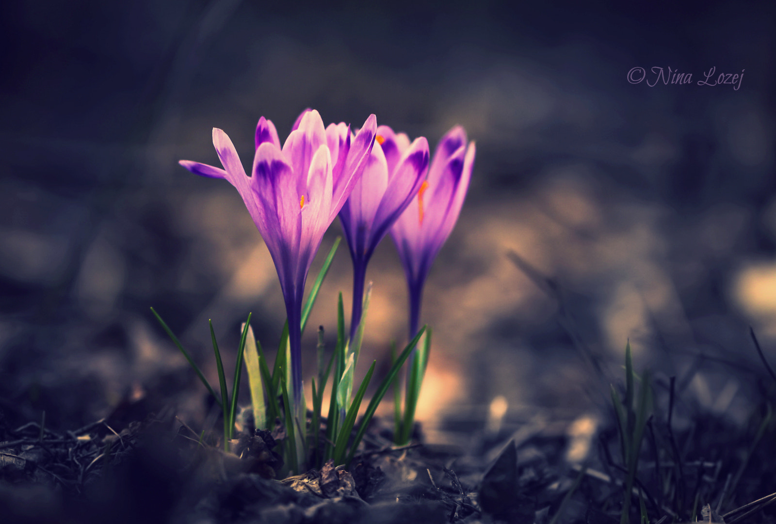 Canon EOS 50D + Canon EF 100mm F2.8L Macro IS USM sample photo. Spring flowers photography