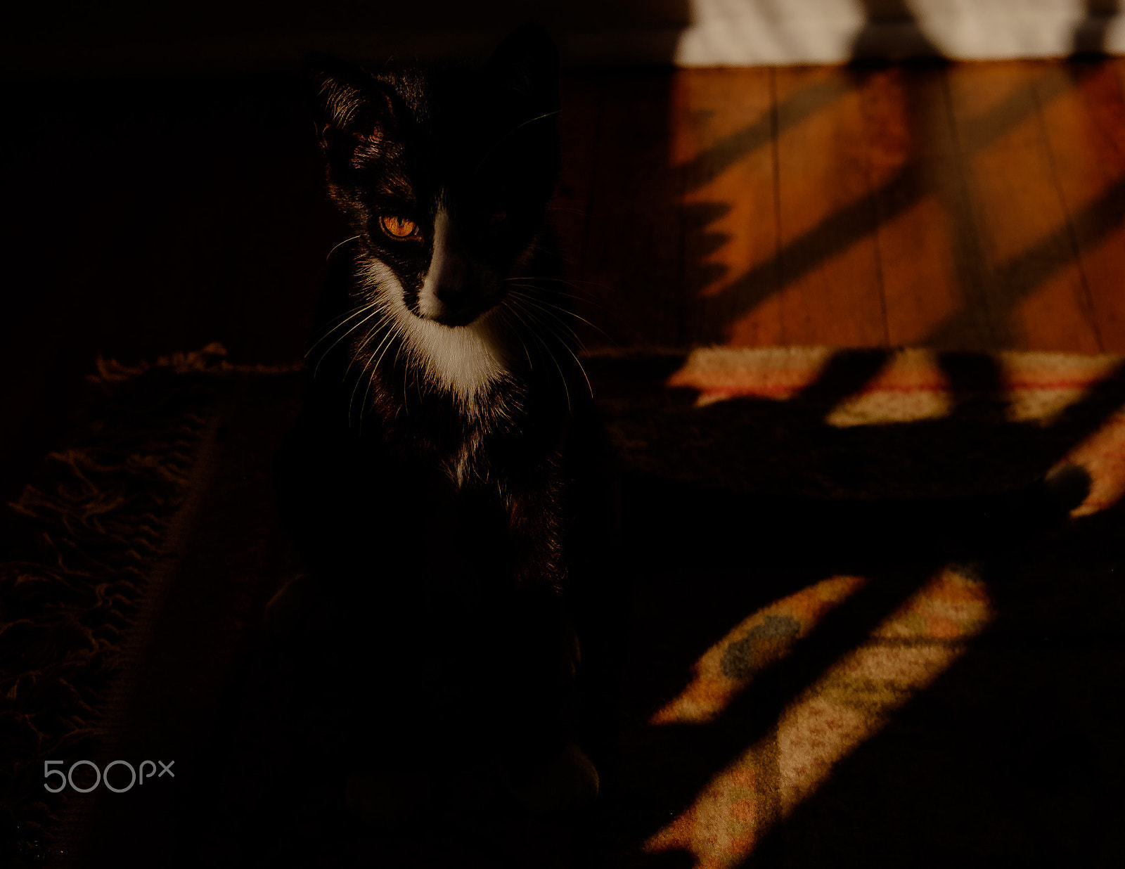 Fujifilm XF 55-200mm F3.5-4.8 R LM OIS sample photo. Hunting. photography