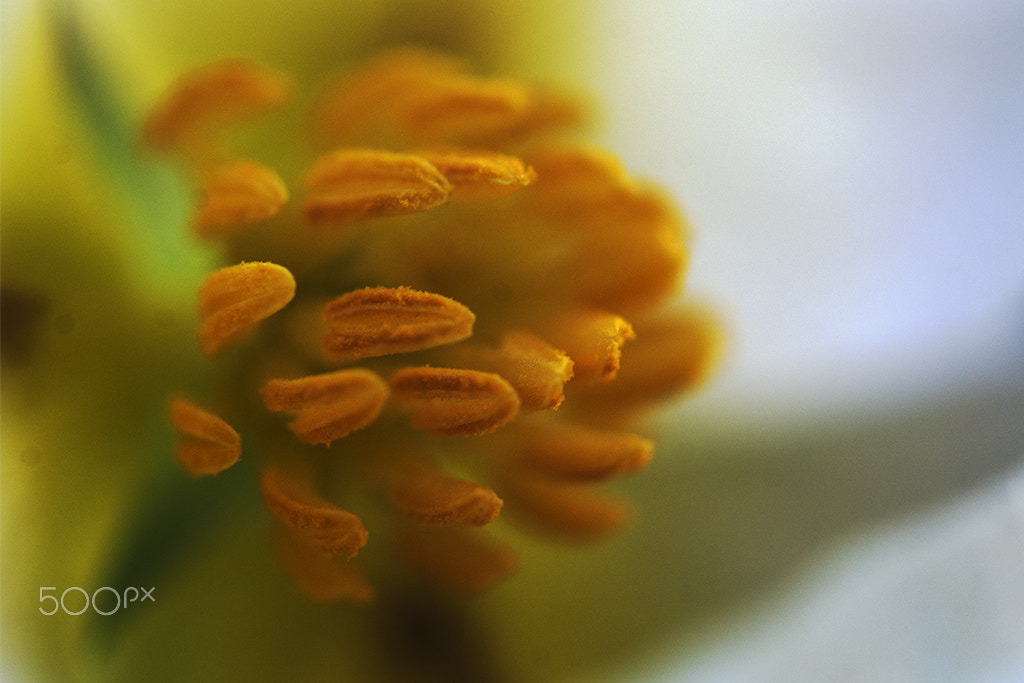 Nikon D7100 + Nikon AF-S Micro-Nikkor 60mm F2.8G ED sample photo. Flor - detail of a small aquatic flower photography