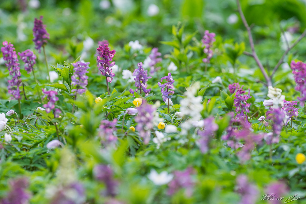 Sony a7 + Sony DT 50mm F1.8 SAM sample photo. Corydalis cava photography