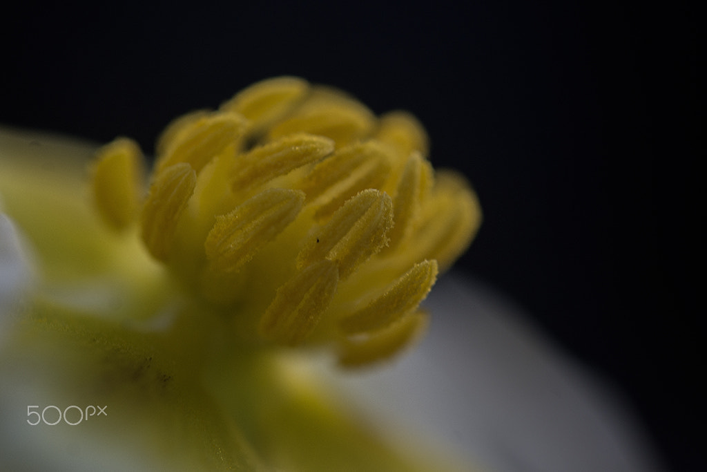 Nikon D7100 sample photo. Detalhe de uma pequena flor -detail of a small aqu photography