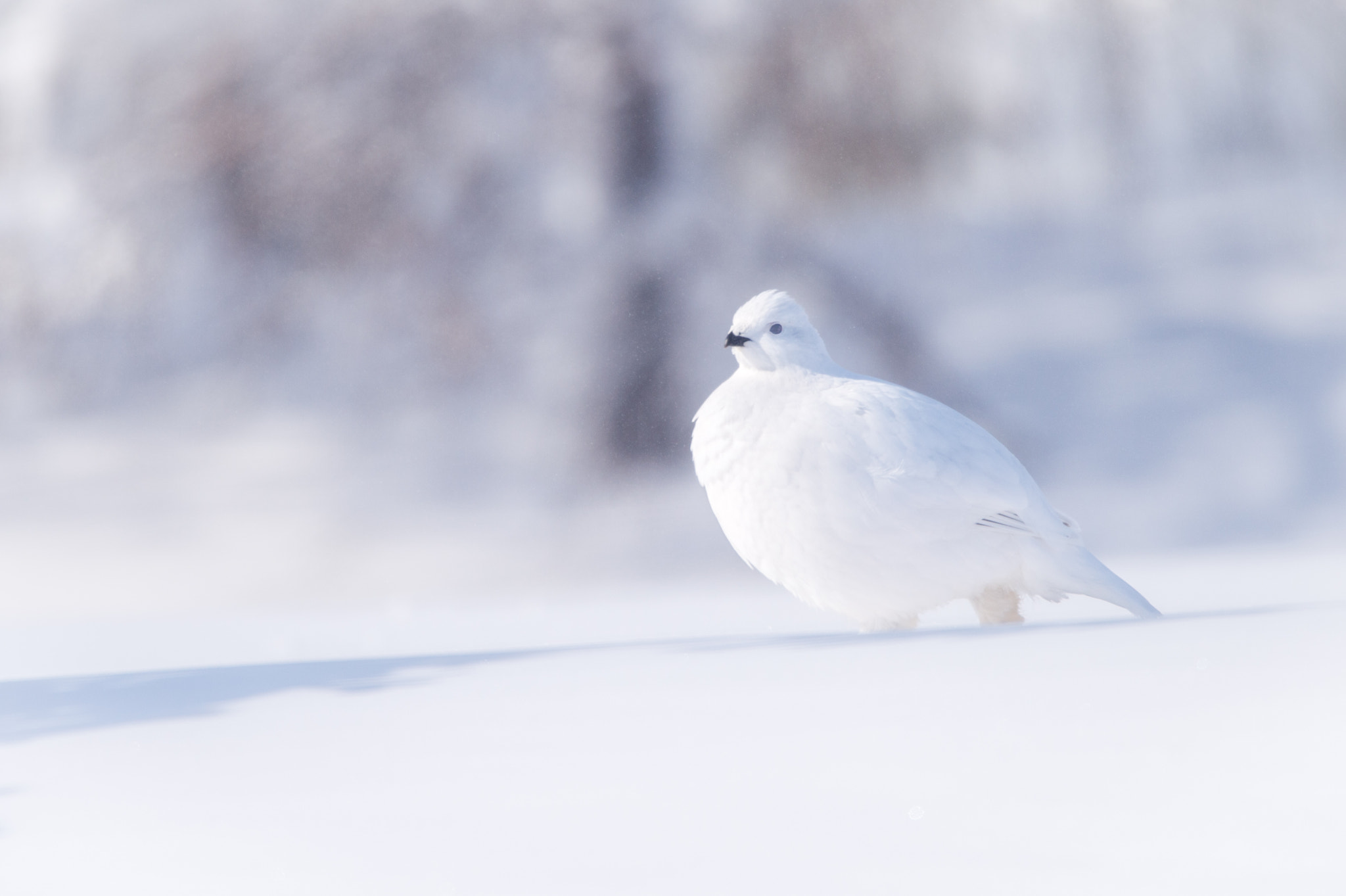 Nikon AF-S Nikkor 600mm F4E FL ED VR sample photo. Willow ptarmigam photography