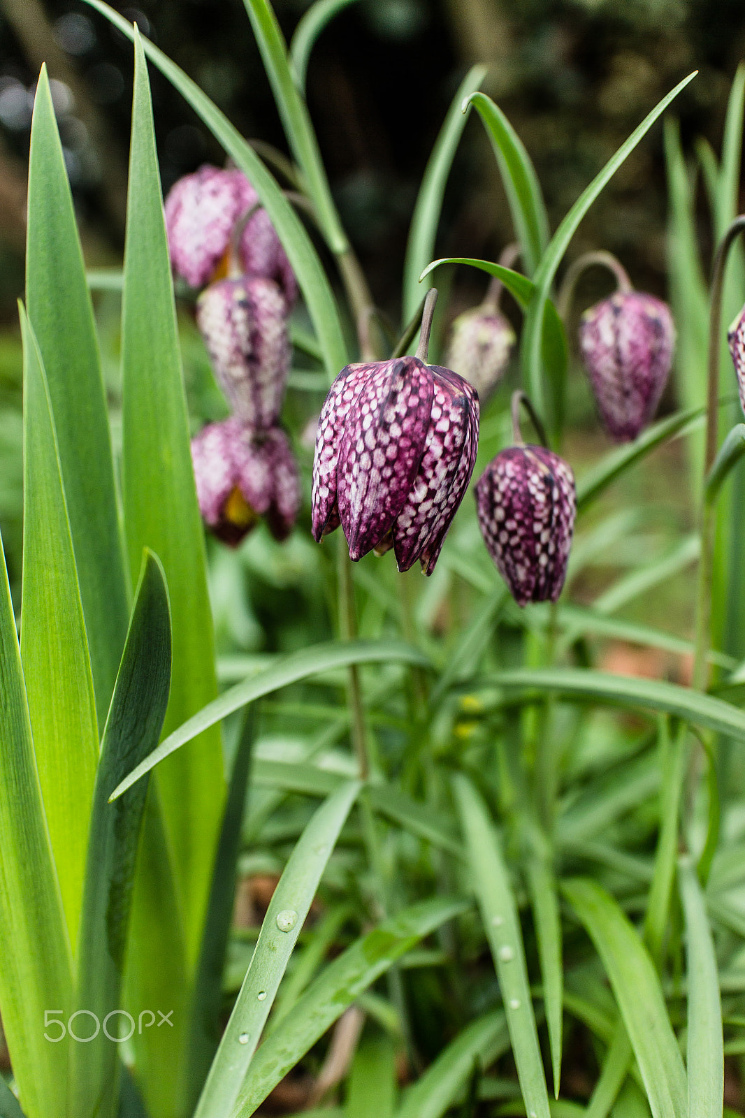 Canon EF-M 22mm F2 STM sample photo. Snakes head fritillary photography